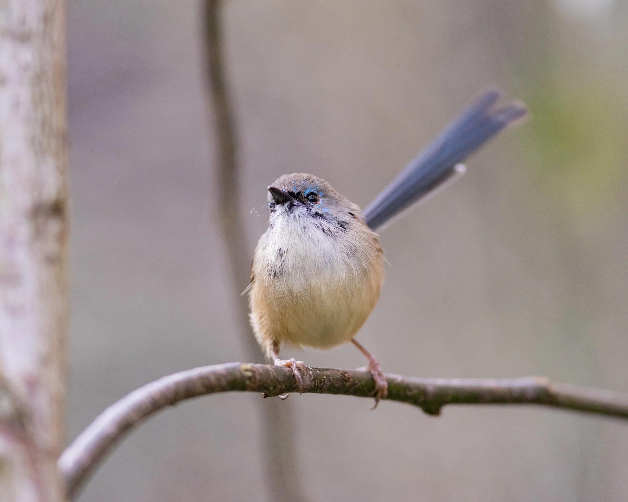 Immature Variegated Fairywren male on 8/8/25