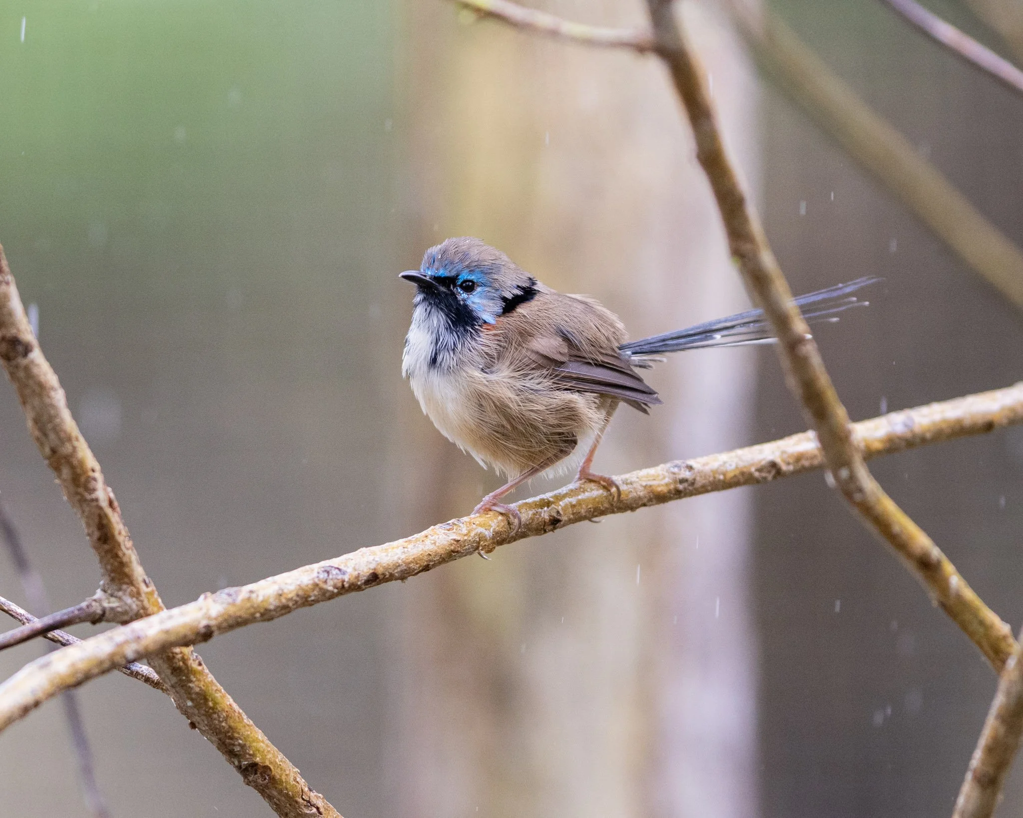 Immature Variegated Fairywren male on 18/8/25