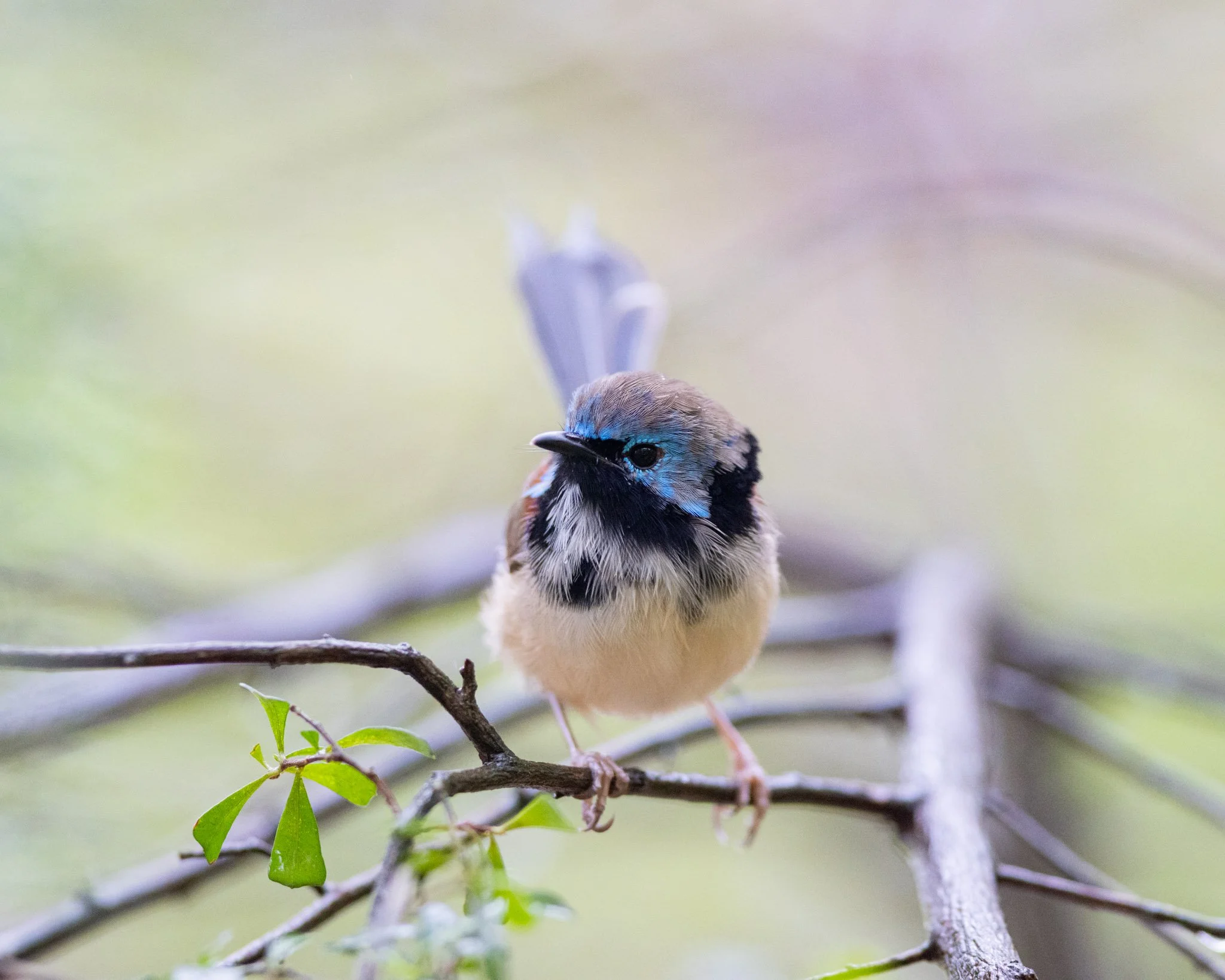 Immature Variegated Fairywren male on 22/8/25
