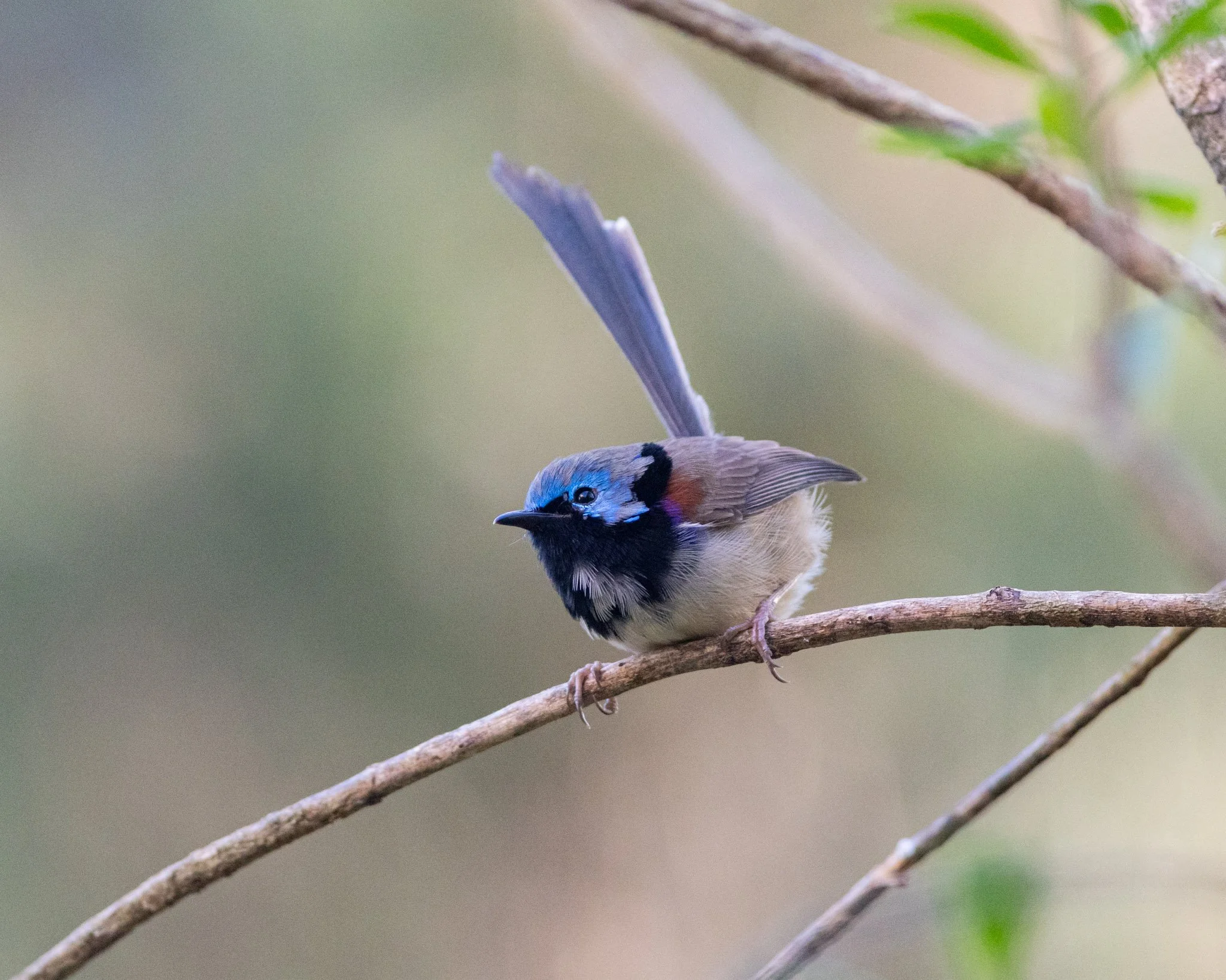 Immature Variegated Fairywren male on 1/9/25
