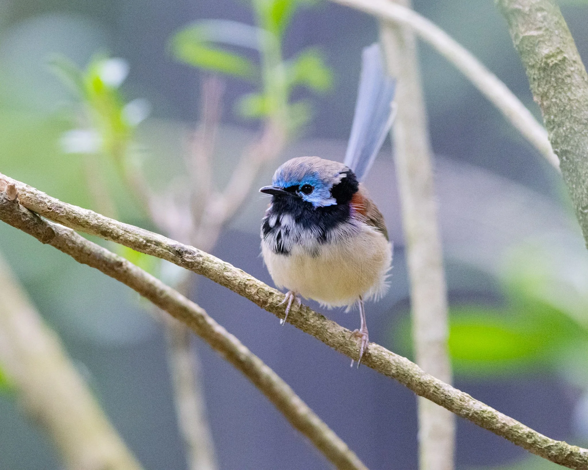 Immature Variegated Fairywren male on 27/8/25