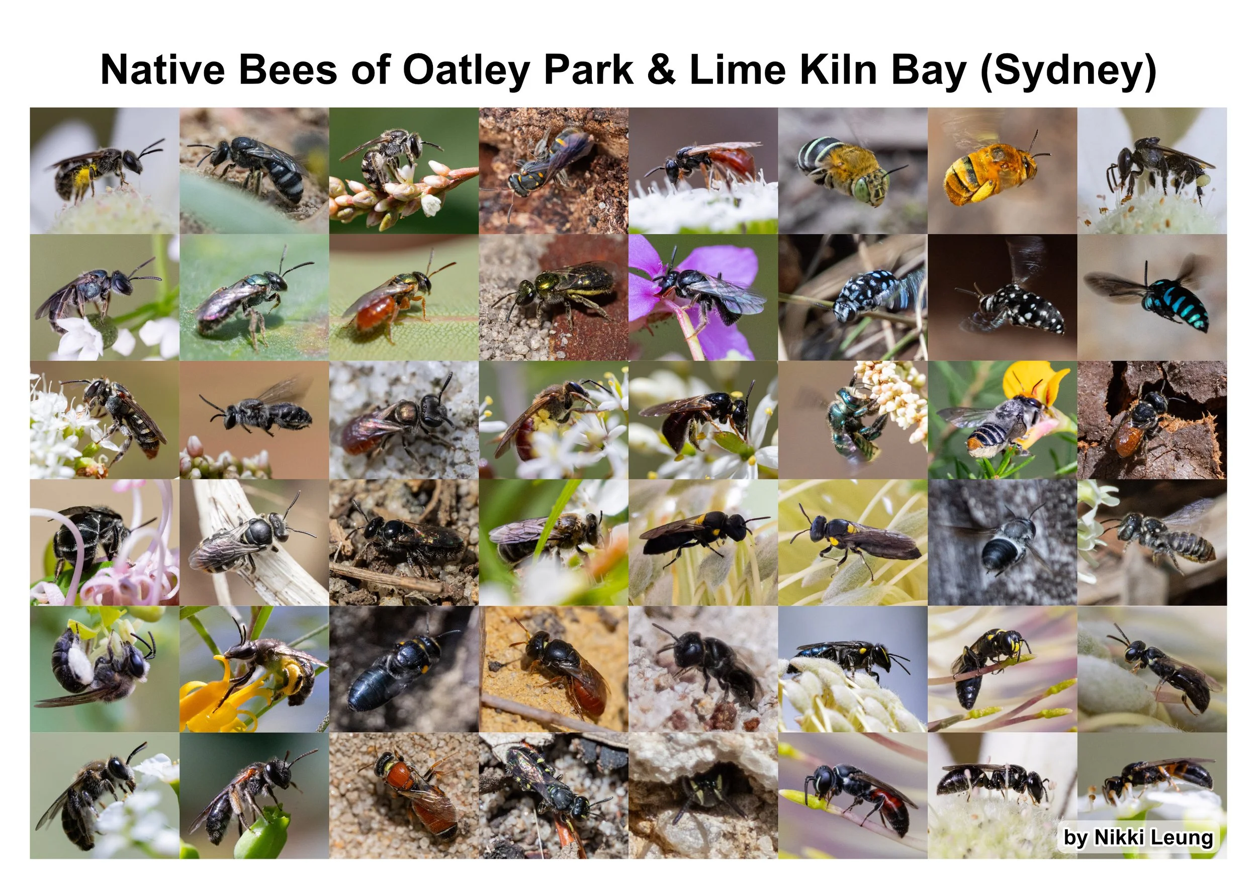 The native bees of Oatley Park