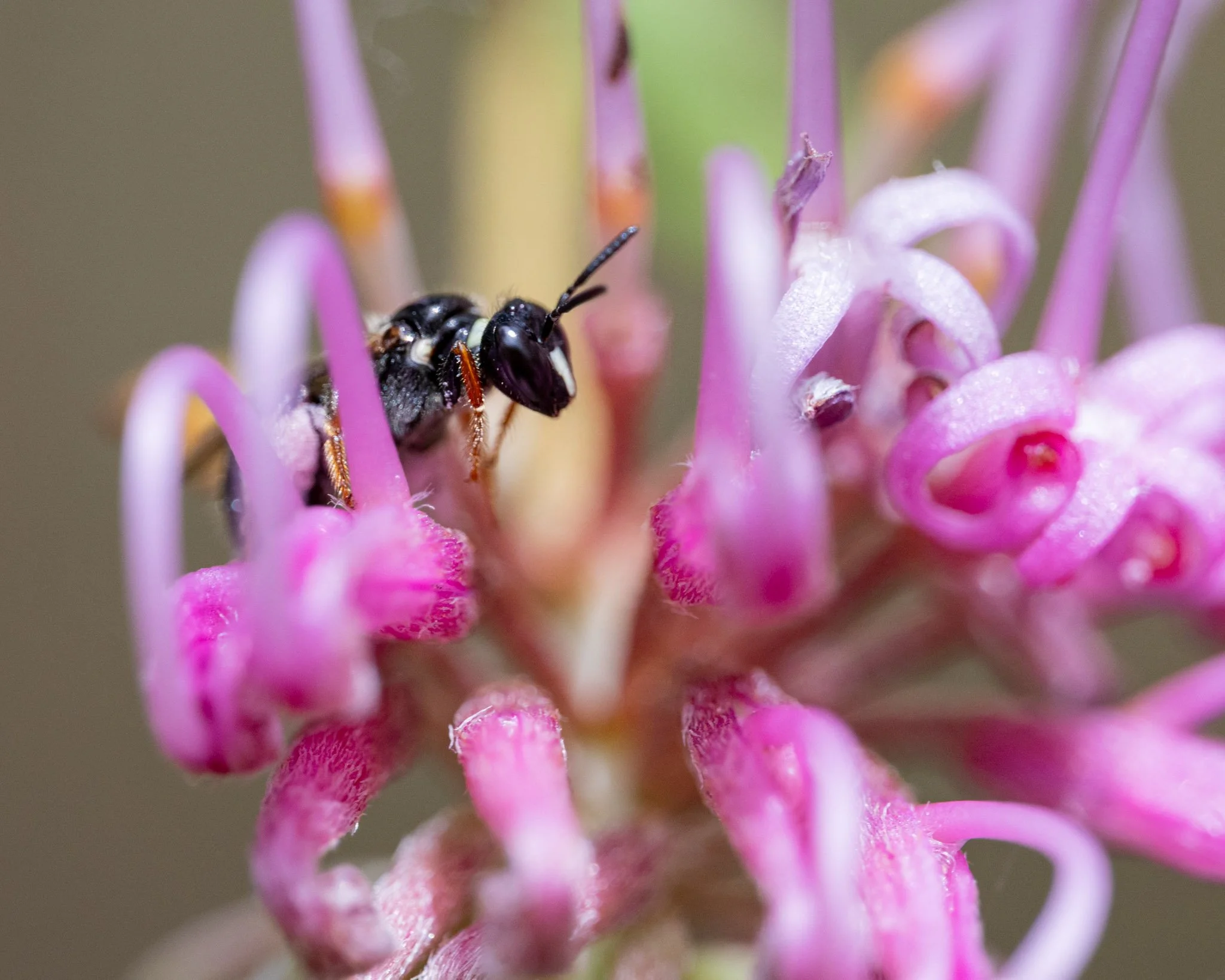 Oatley Park and the search for Native bees