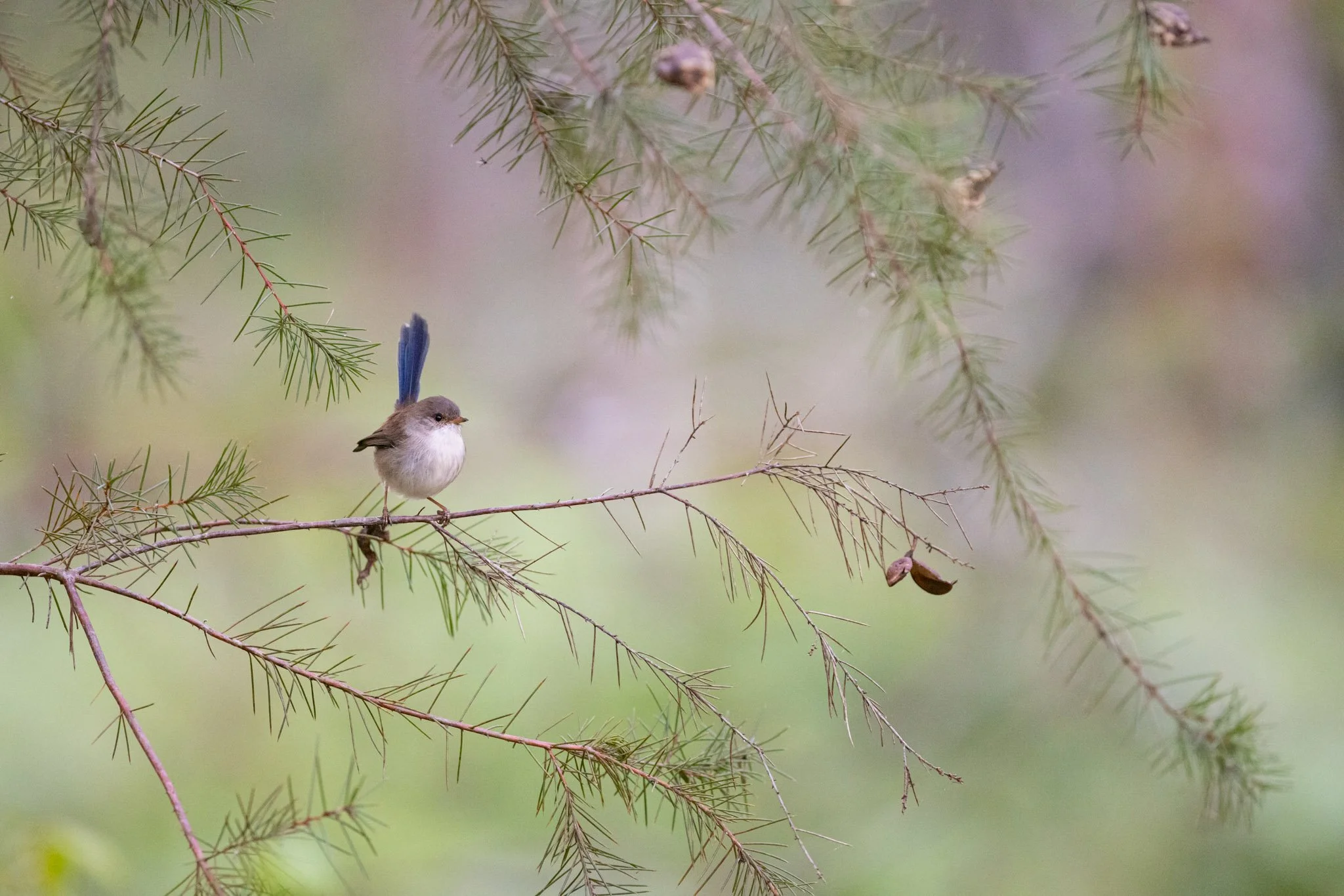 A young male Superb Fairywren in Lime Kiln Bay, Oatley
