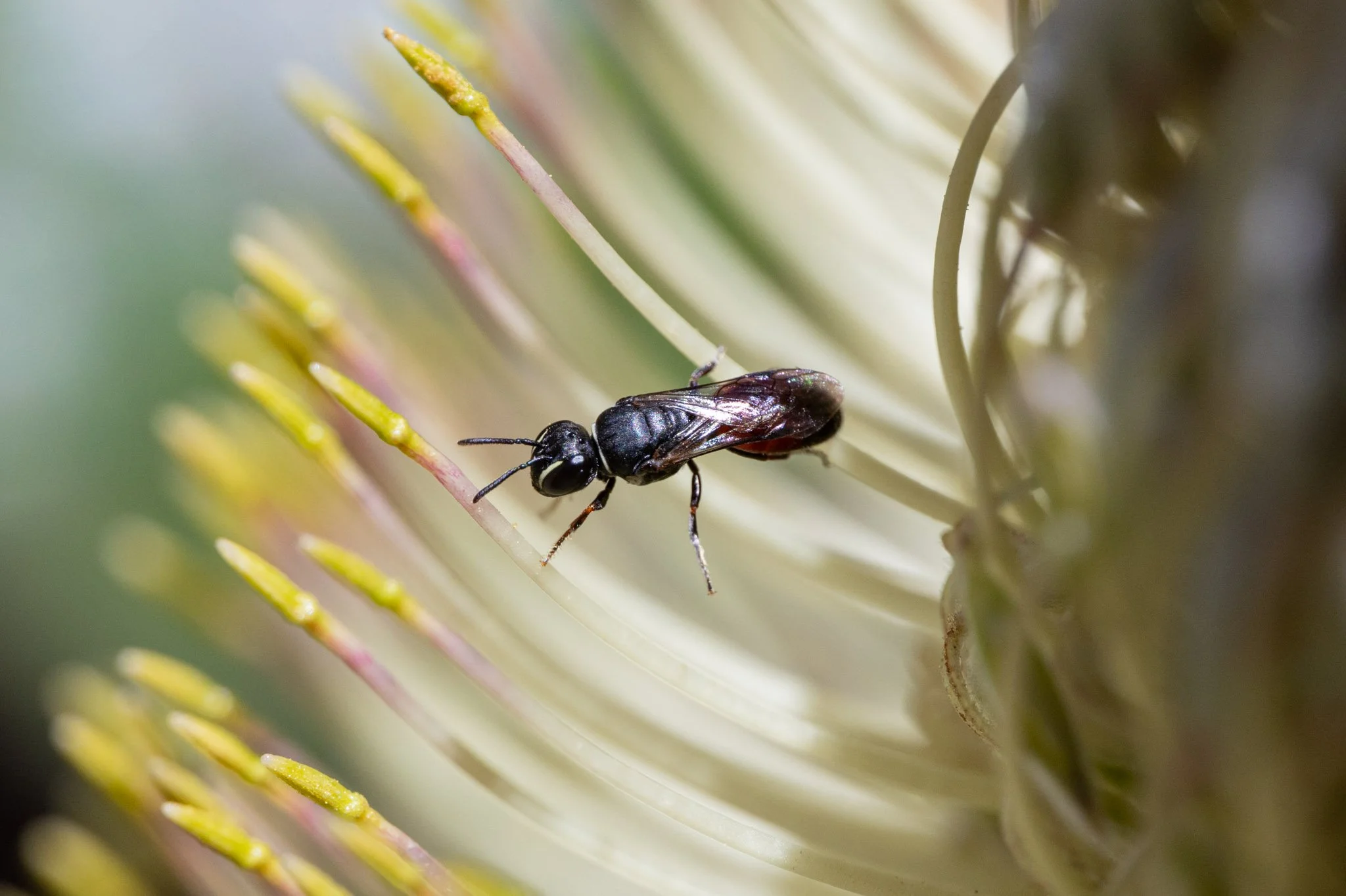 Littler's Masked Bee on a Banksia