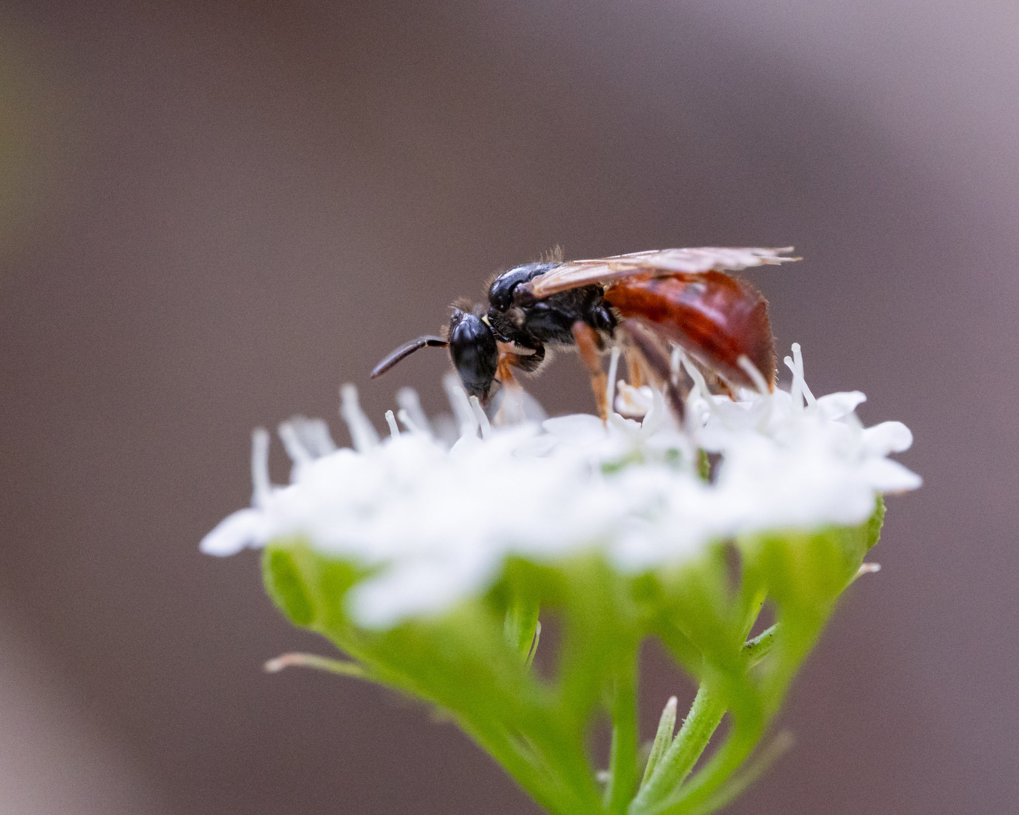 Reed Bee on Platysace flowers