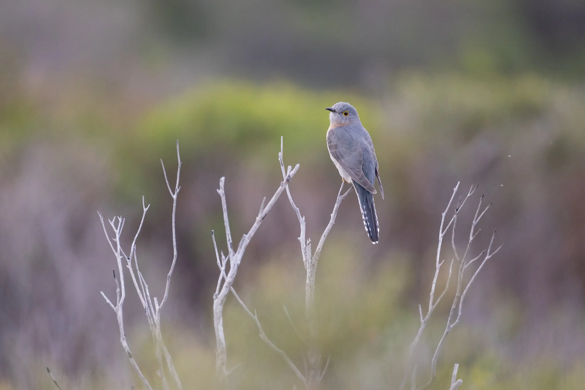 Fan-tailed Cuckoo in Coastal Heath