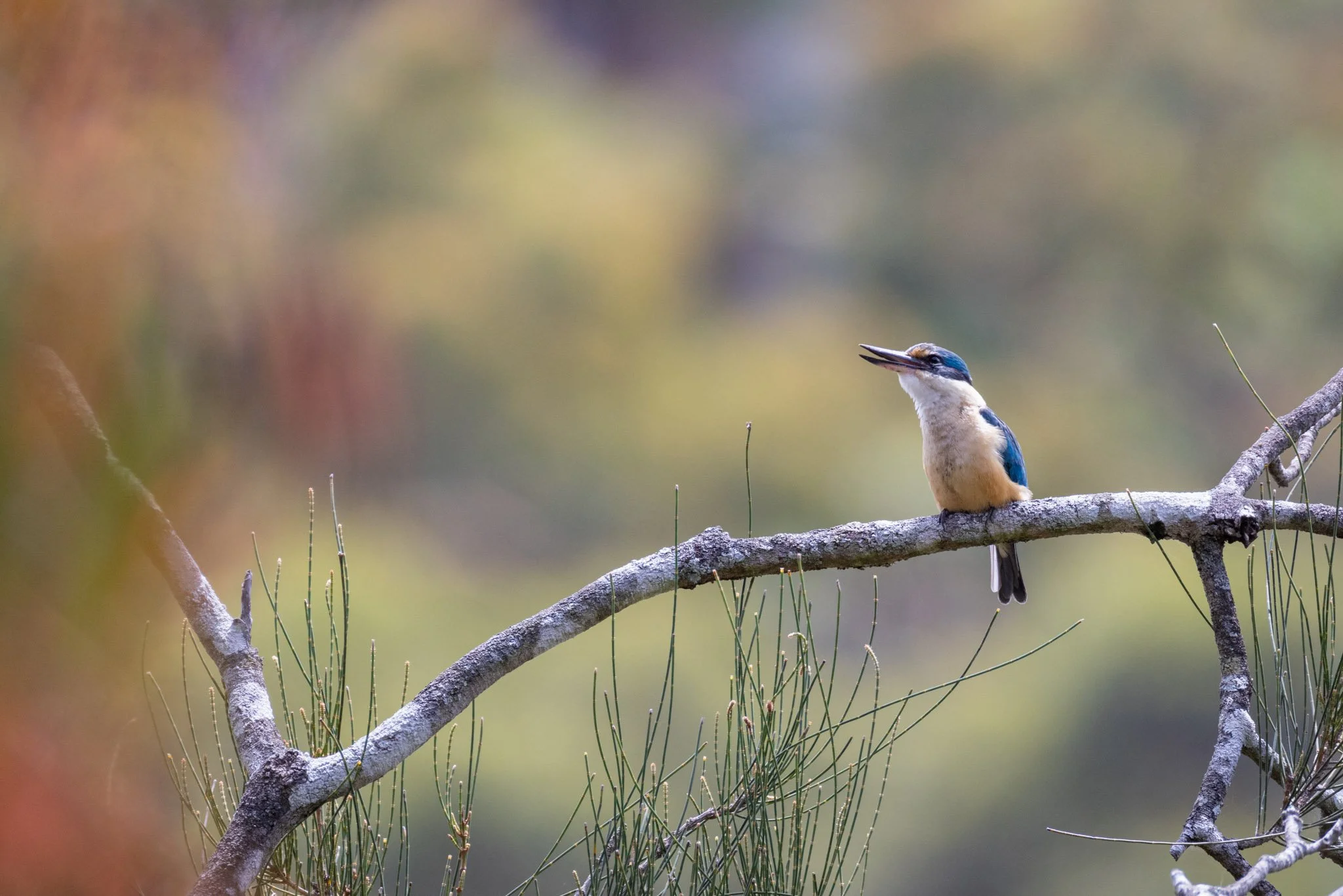 Sacred Kingfisher calling at Oatley Park