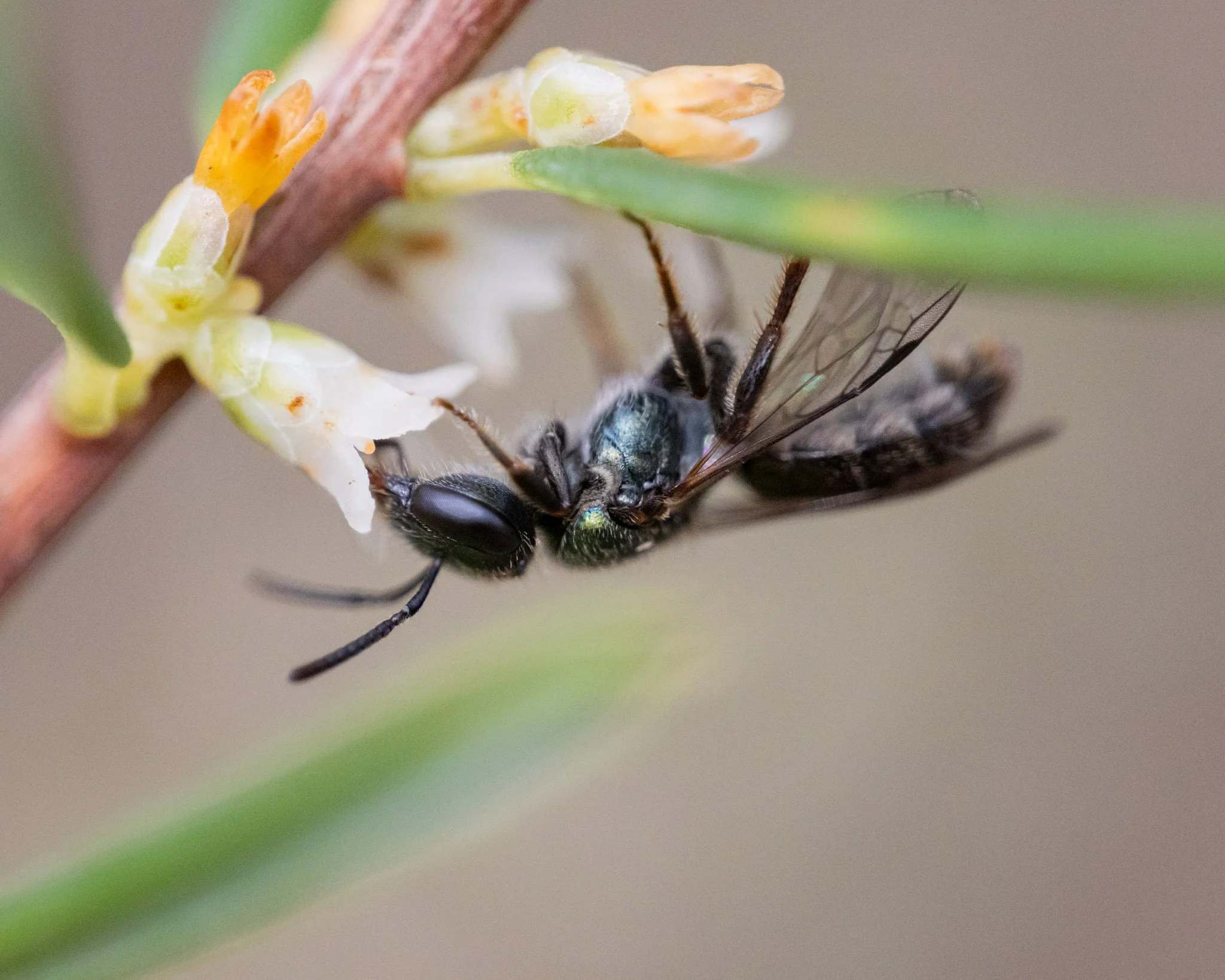 Homalictus bee feeding from a small flower