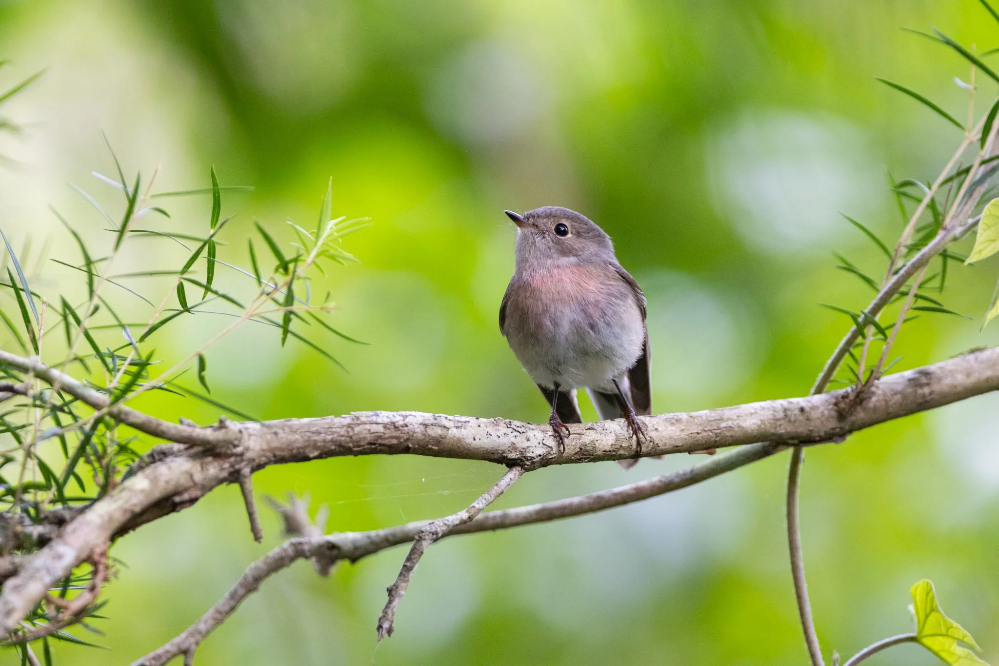 Rose Robin at Lime Kiln Bay