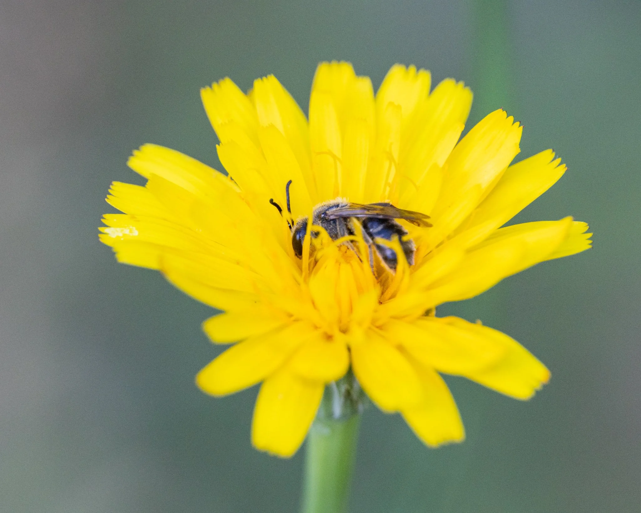Bee resting in a dandelion flower