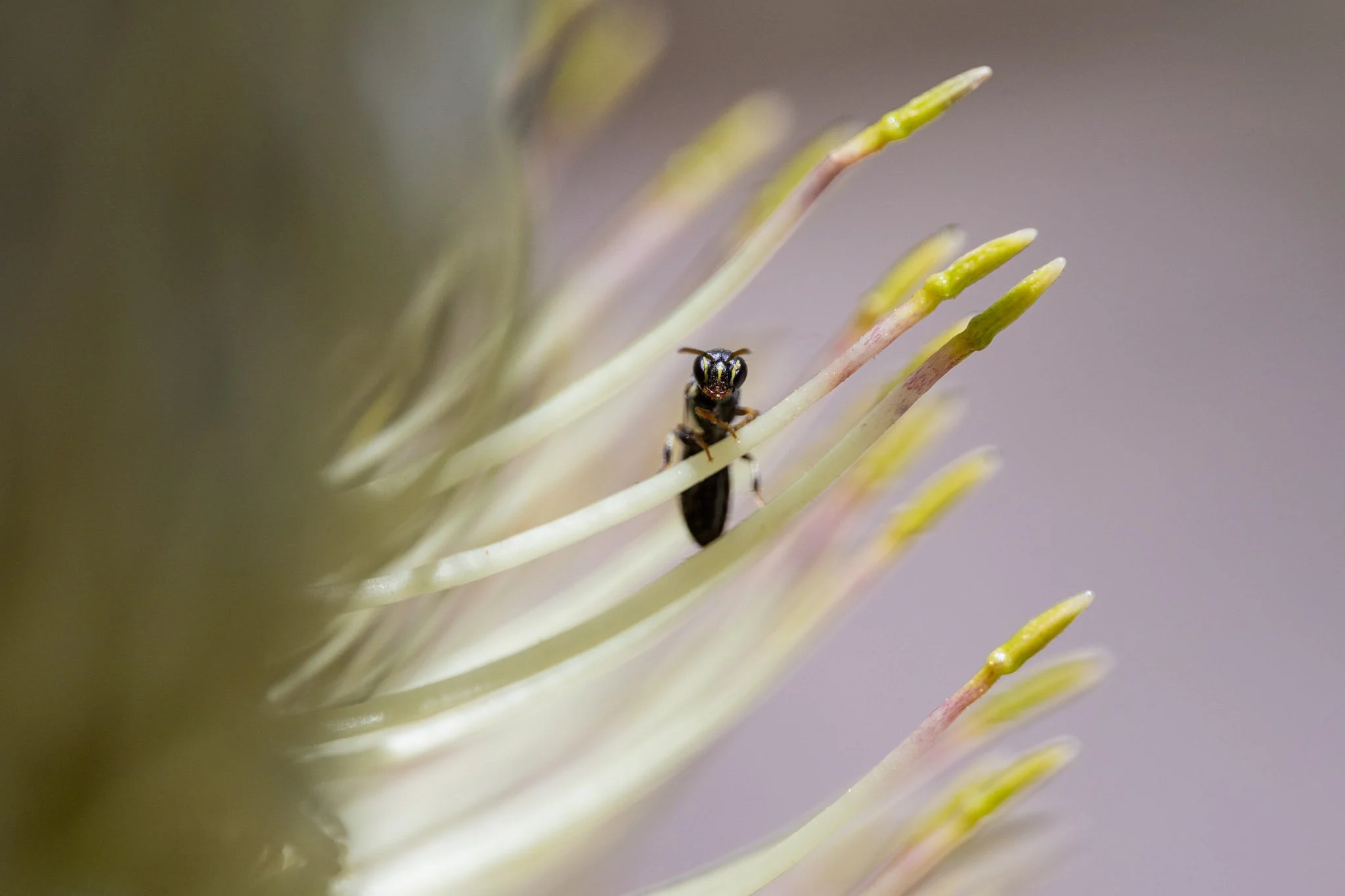 An unnamed Masked bee on a Banksia