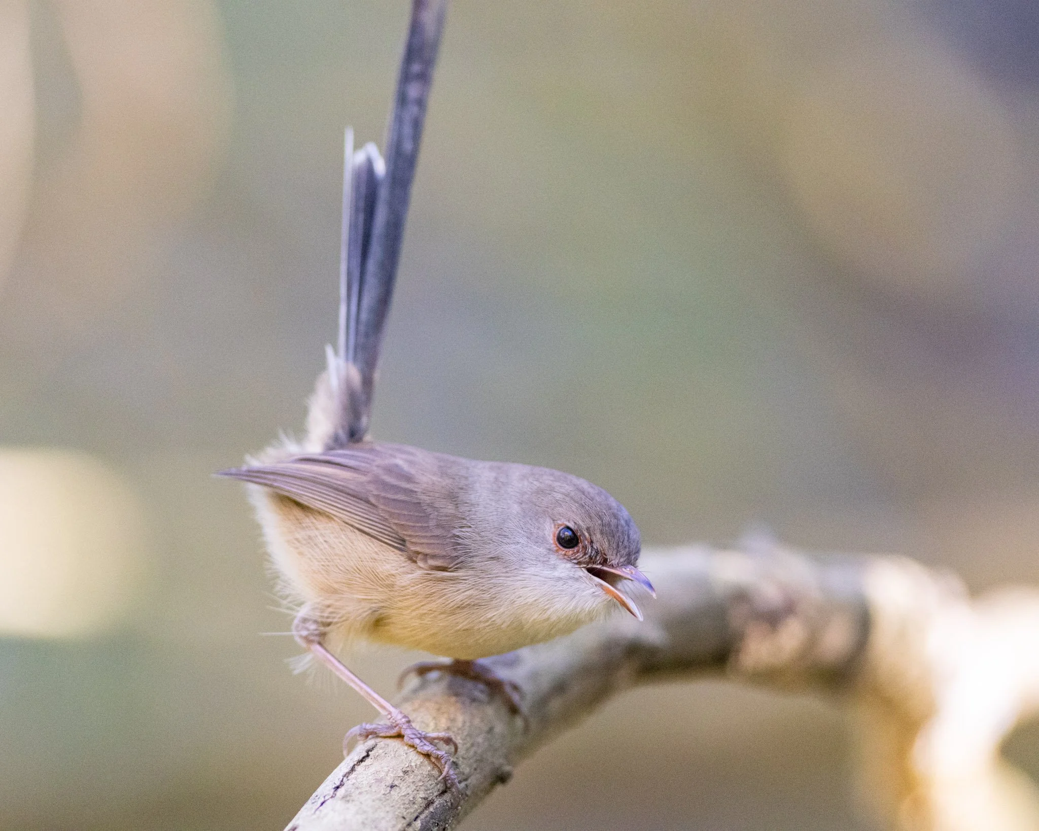 A Variegated Fairywren male’s first moult
