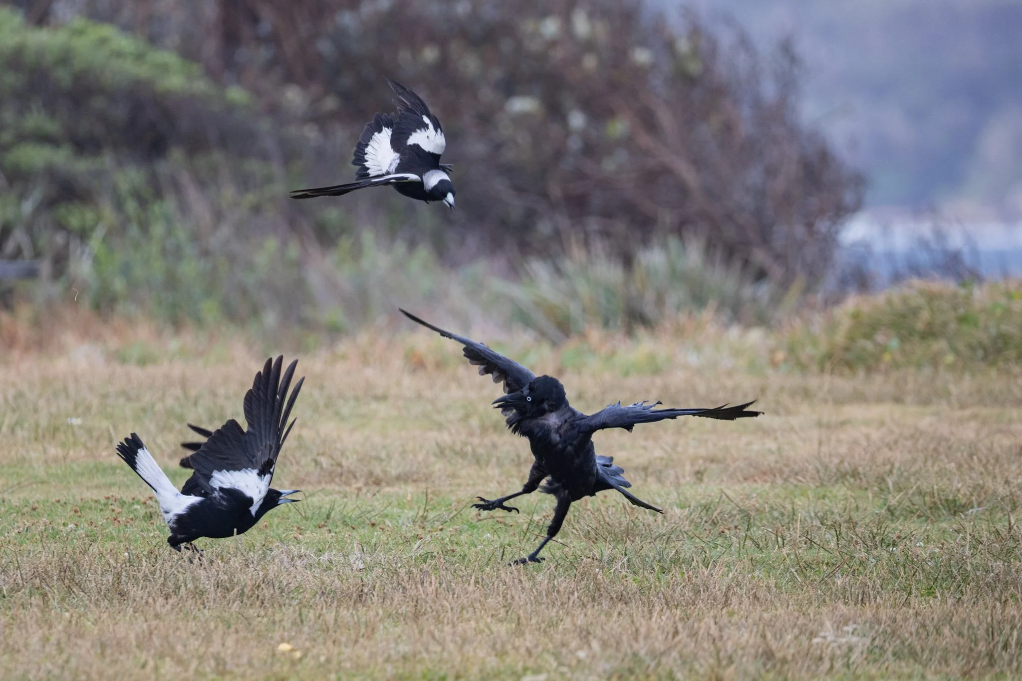 A pair of Australian Magpies trying to drive out a larger Australian Raven out of their territory by swooping and lunging. Photographed at Kamay Botany Bay National Park, Kurnell
