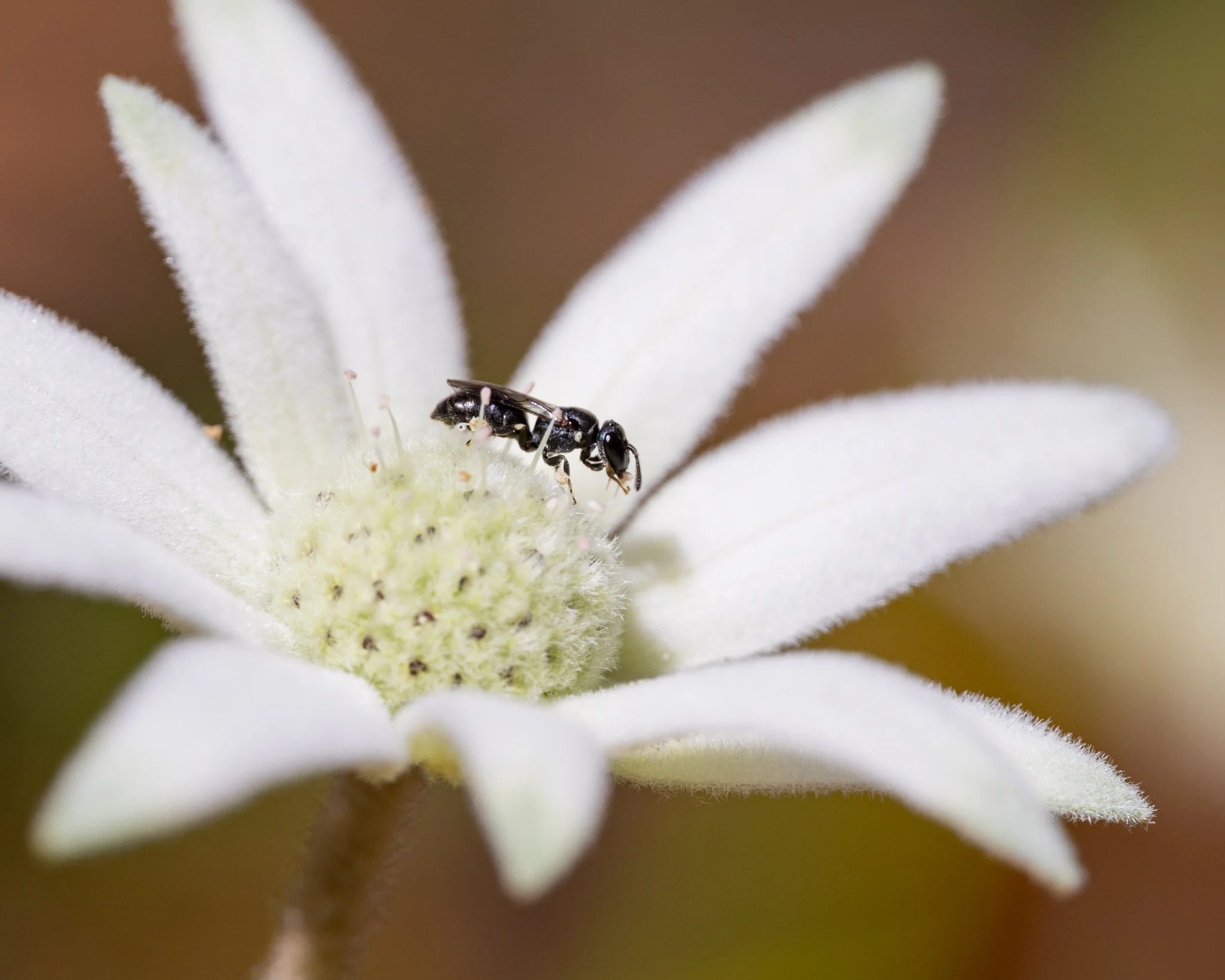 Hylaeus asperithorax on a flannel flower