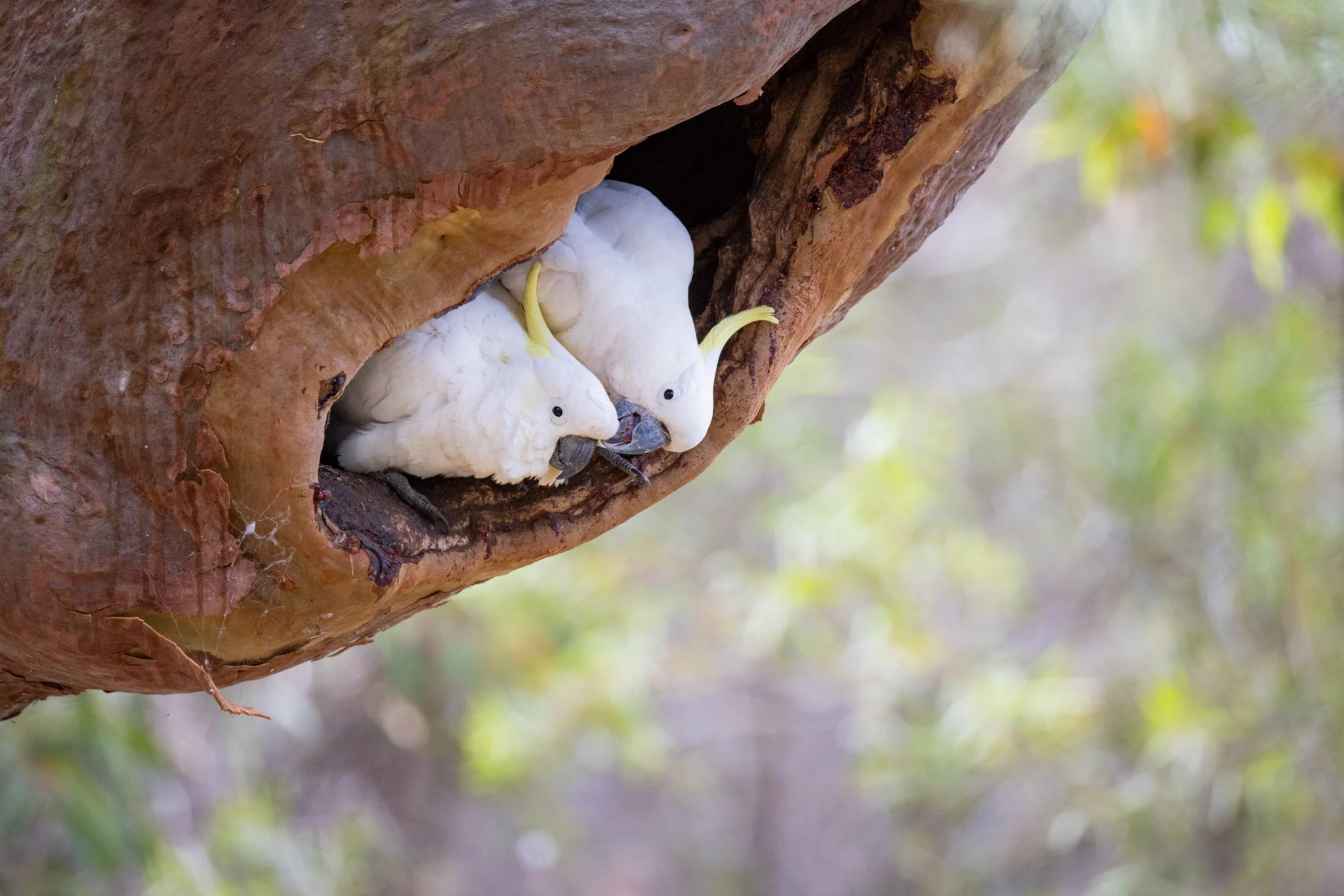 Sulphur-crested Cockatoo pair, at their hollow in Oatley