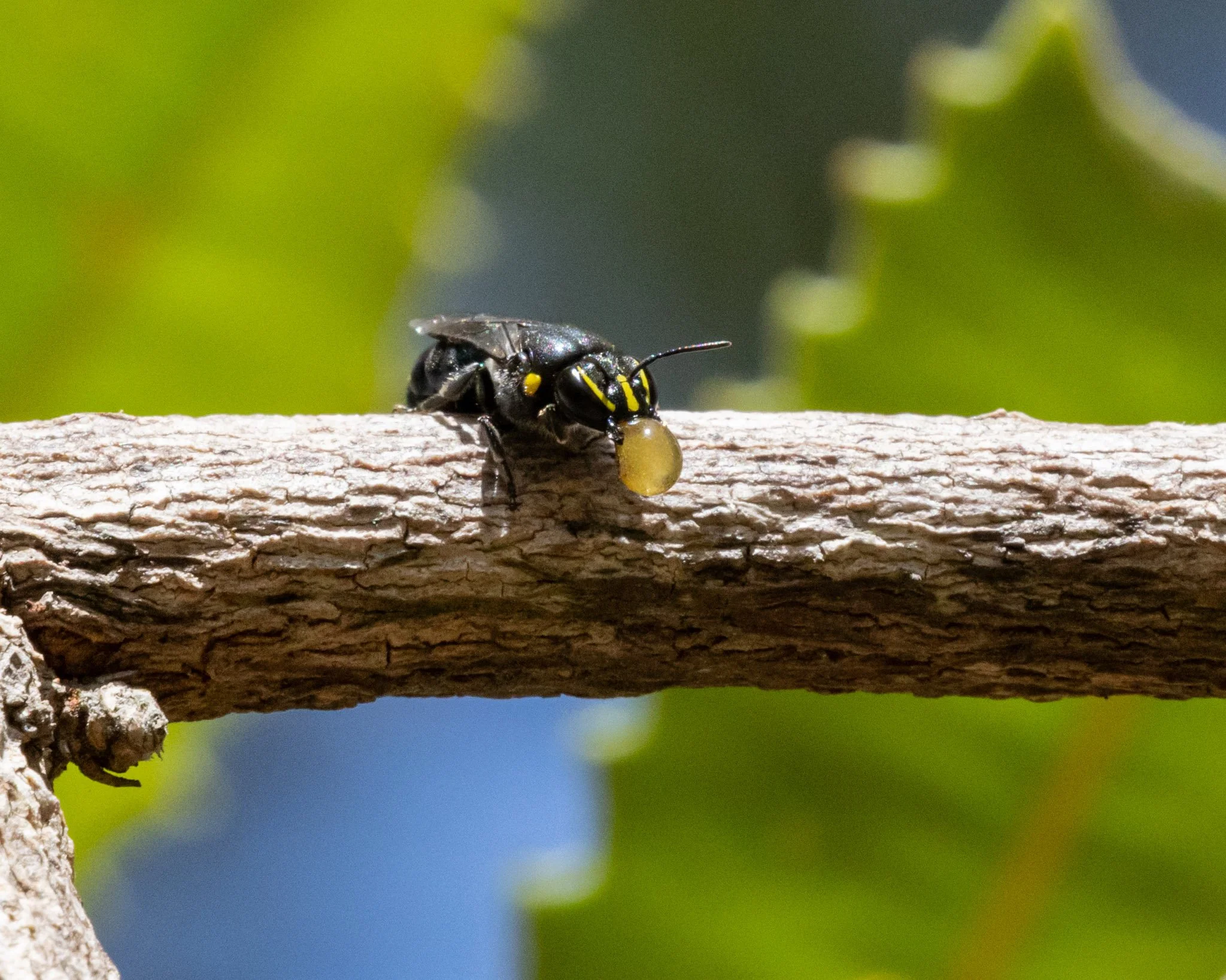 Hylaeus alcyoneus female nectar bubbling after feeding from an Old Man Banksia