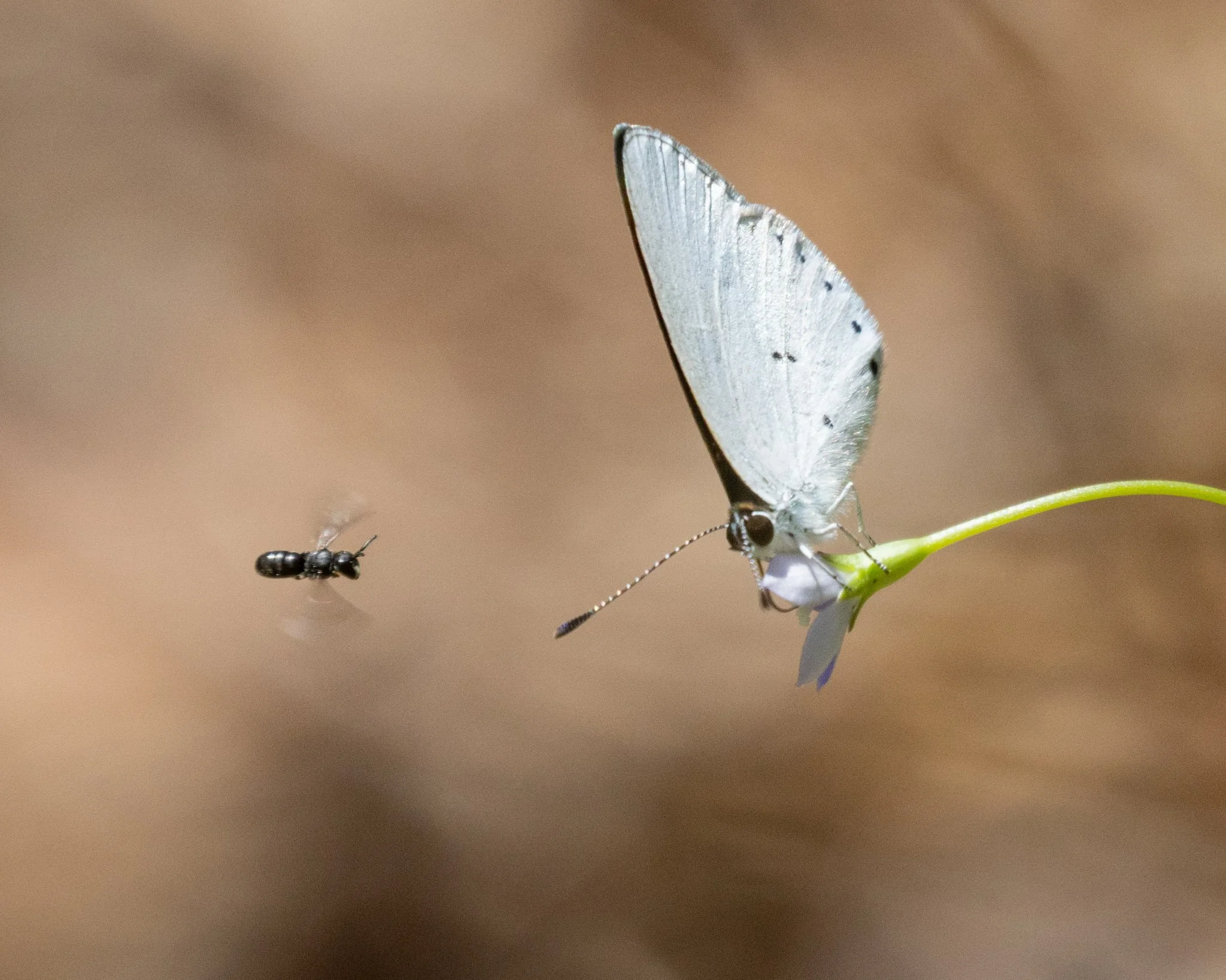 A Hylaeus asperithorax male checking out this flower with a yellow-spotted blue butterfly