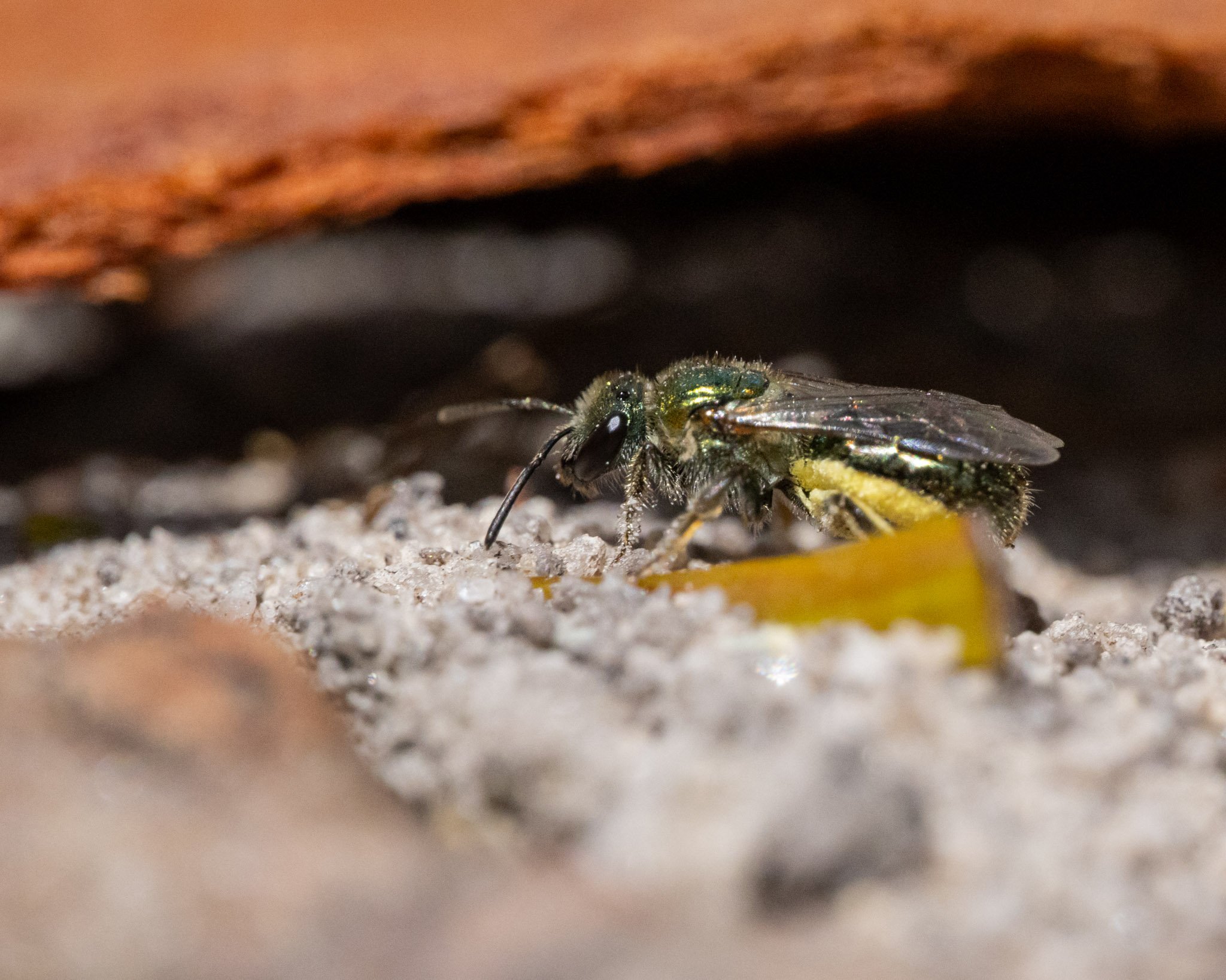 A metallic homalictus bee standing near her burrow with an abdomen full of pollen 