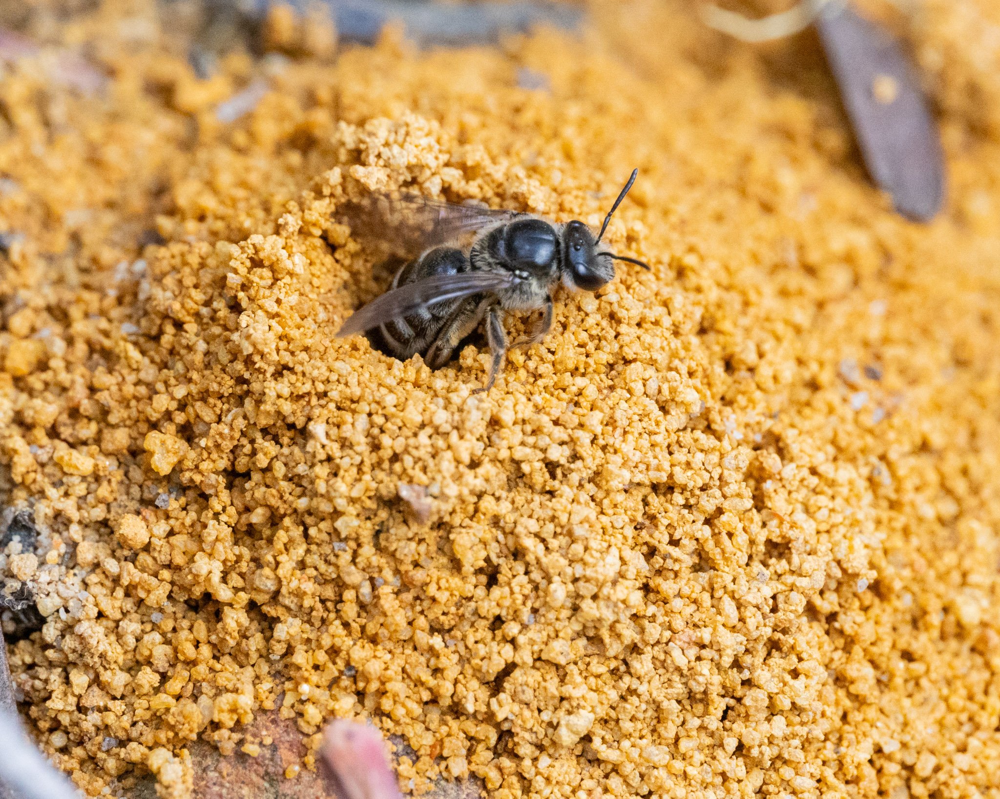 A lasioglossum bee female exiting from her shared burrow