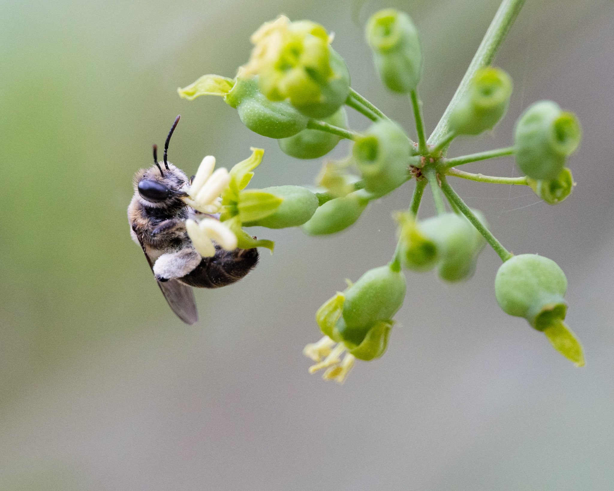 Leioproctus bee foraging from Polyscias