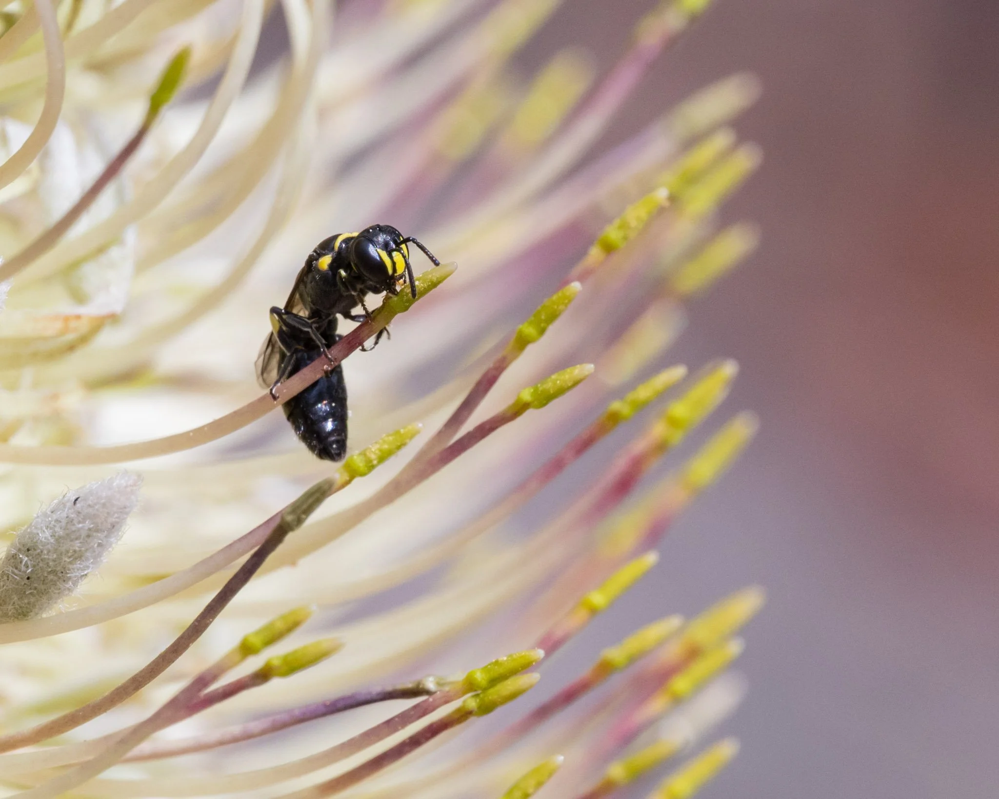 Hylaeus bidentatus female feeding on a banksia