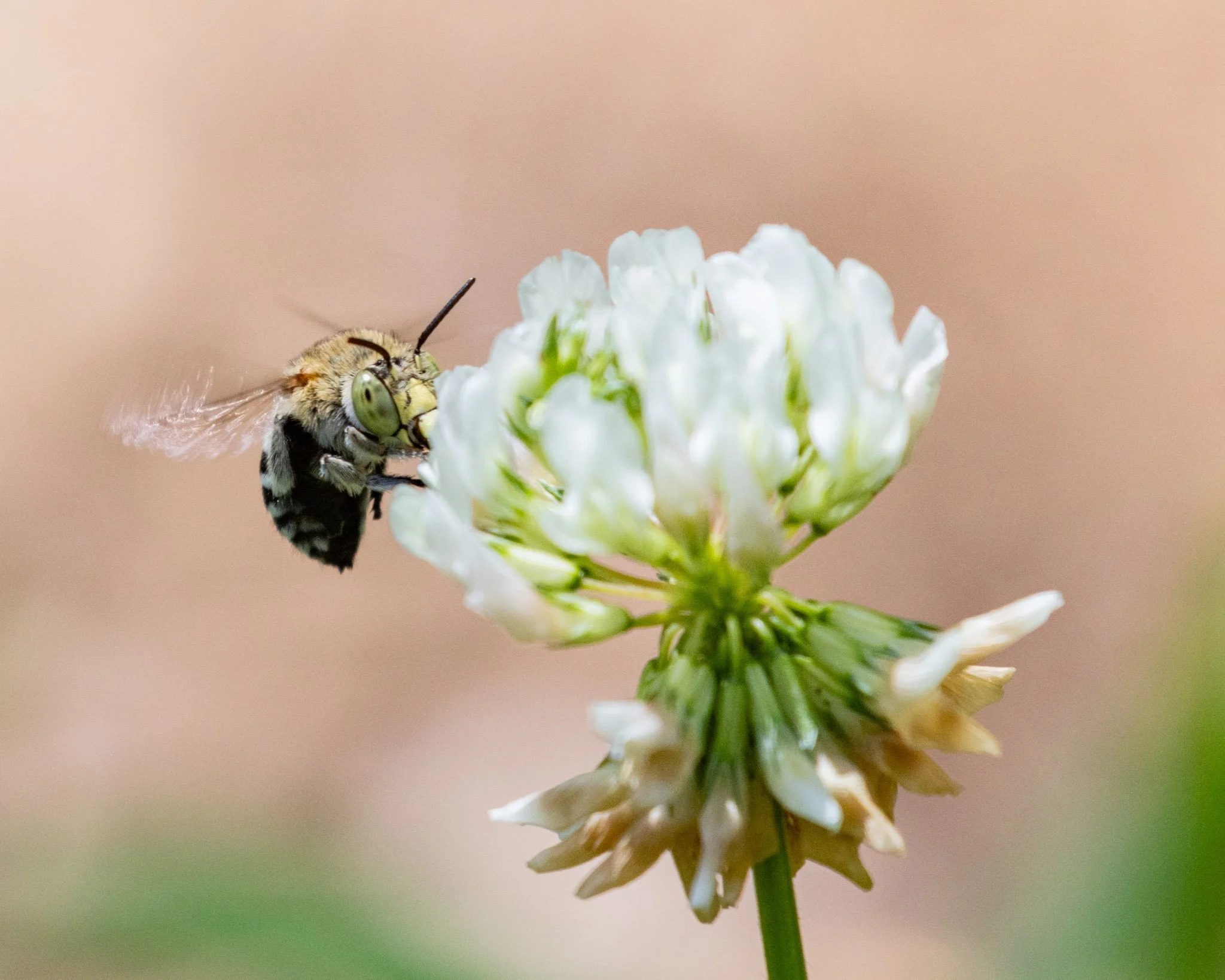 Amegilla asserta male feeding from a clover flower