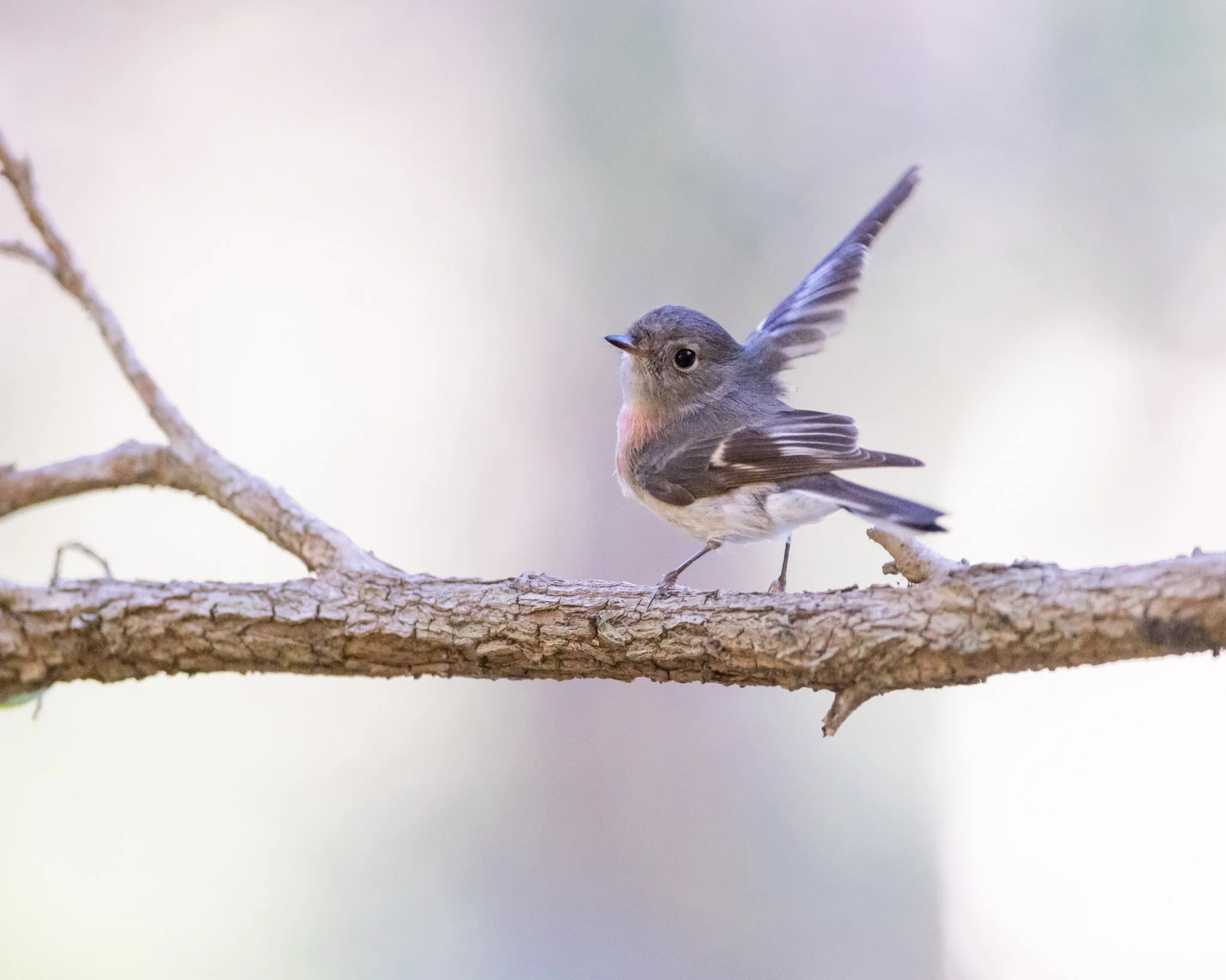 Rose robin female, flicking her wings while perched. She uses this rapid and sudden movement to disturb any insects nearby so she can see them. Photographed at Lime Kiln Bay, Oatley