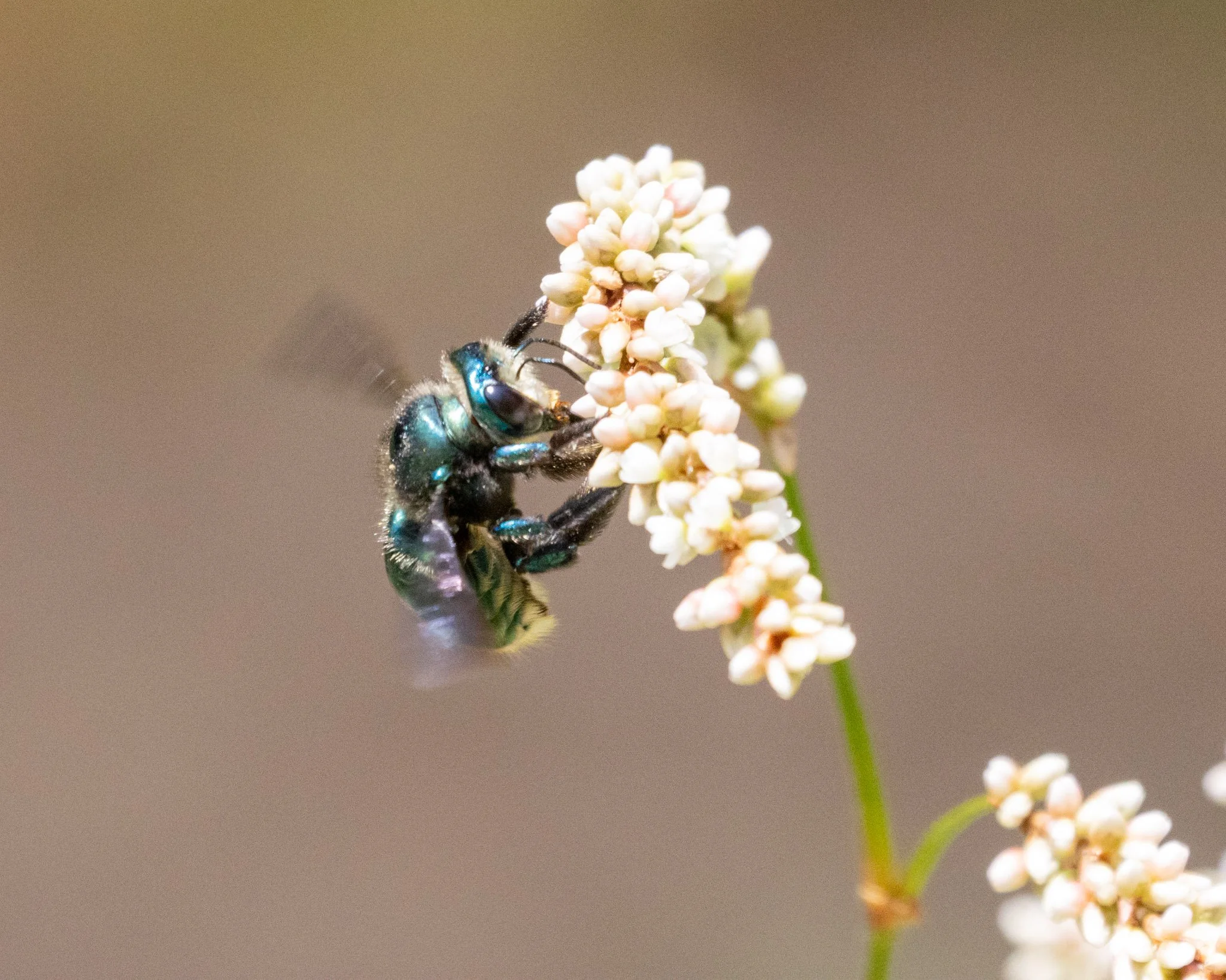 A Green-gold carpenter bee feeding from persicaria