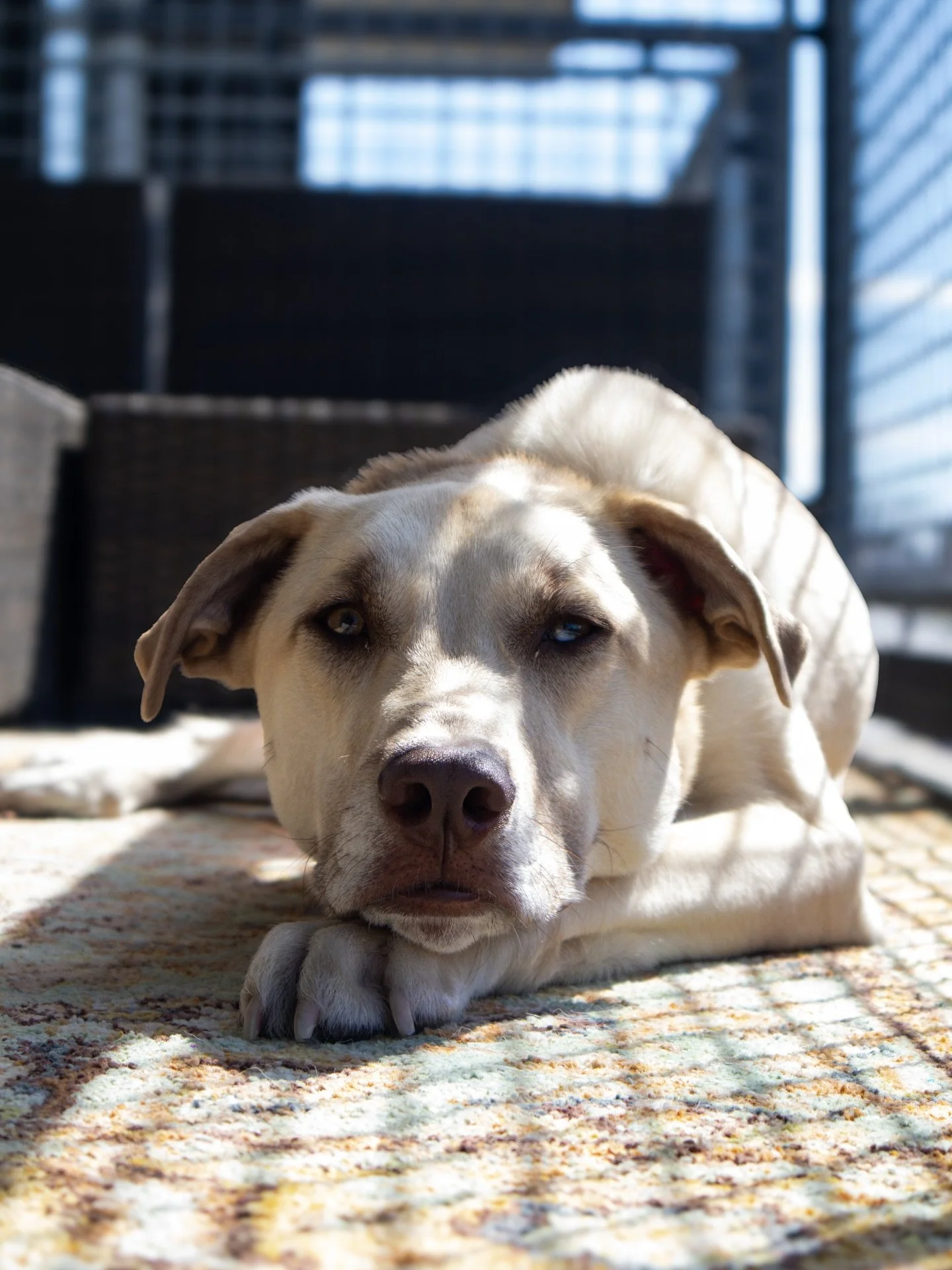 BREAKING NEWS: I&rsquo;m a dog mom 🥹 If you know me, you know dogs have my whole heart. After years of walking, sitting, and being the &lsquo;fun aunt,&rsquo; my foster turned forever&hellip; and now I get to introduce MY boy, Barney ❤️

Thank you t