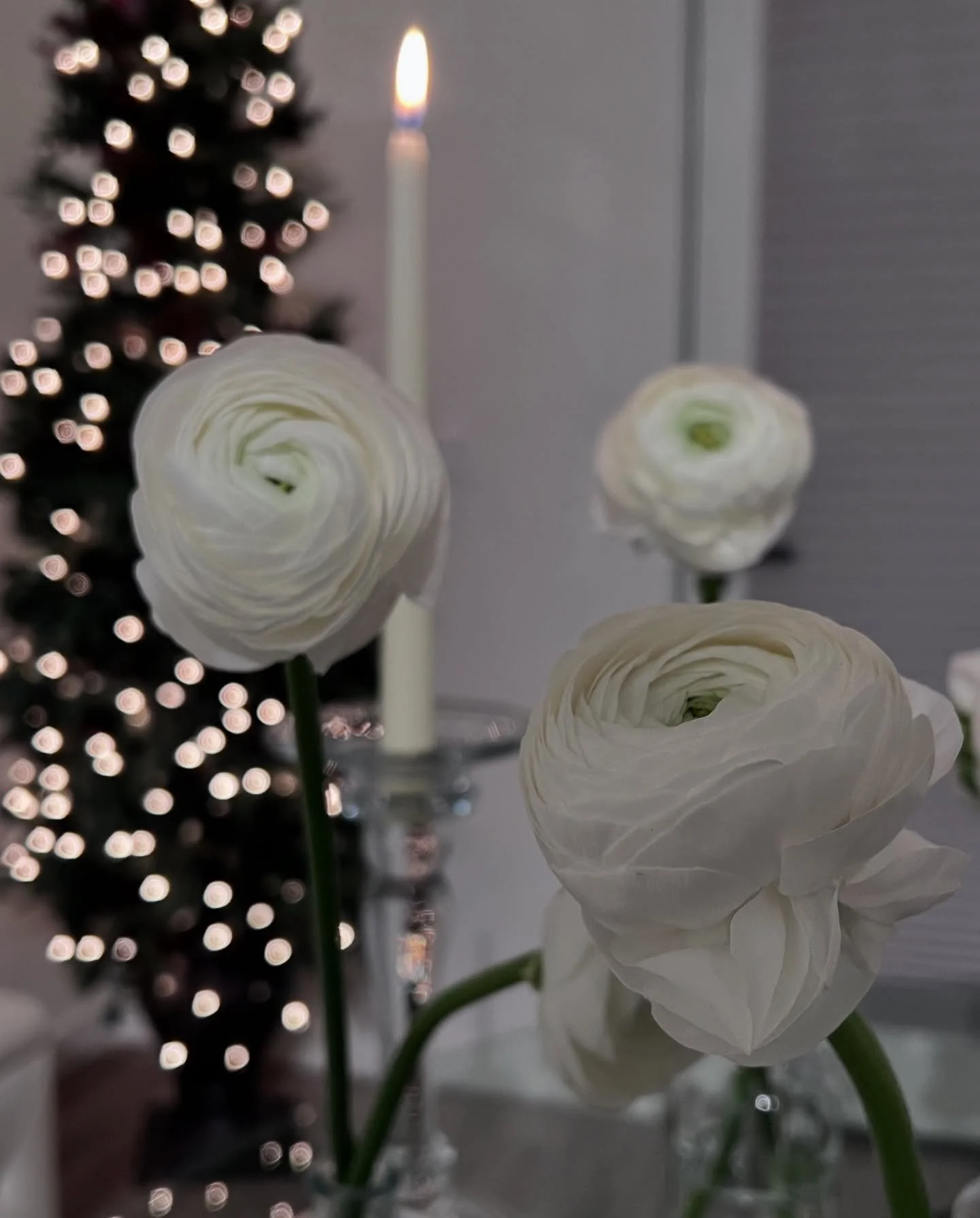 Blooming softly into winter 🎄🤍💫