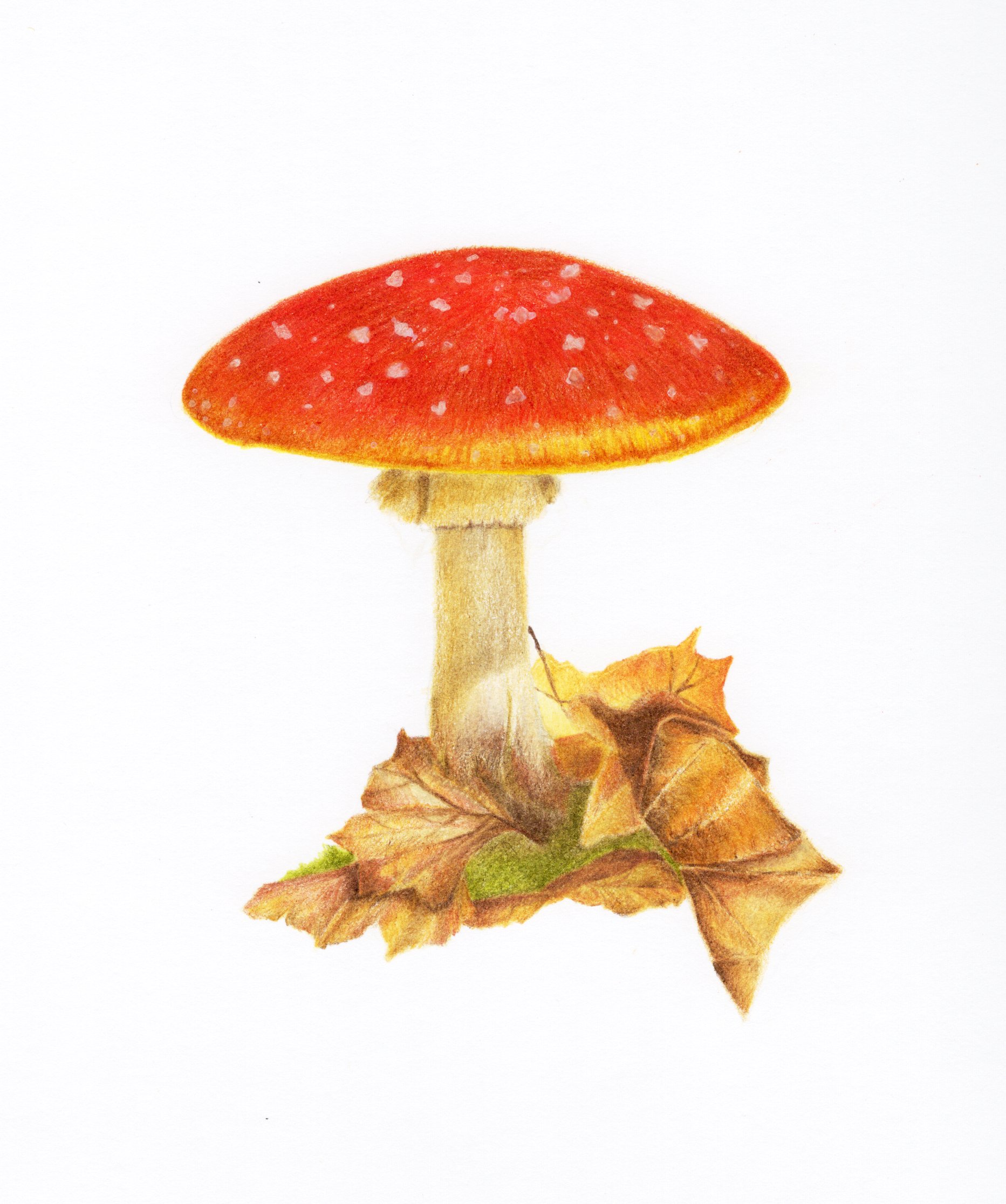Blue Mt Series - Amanita