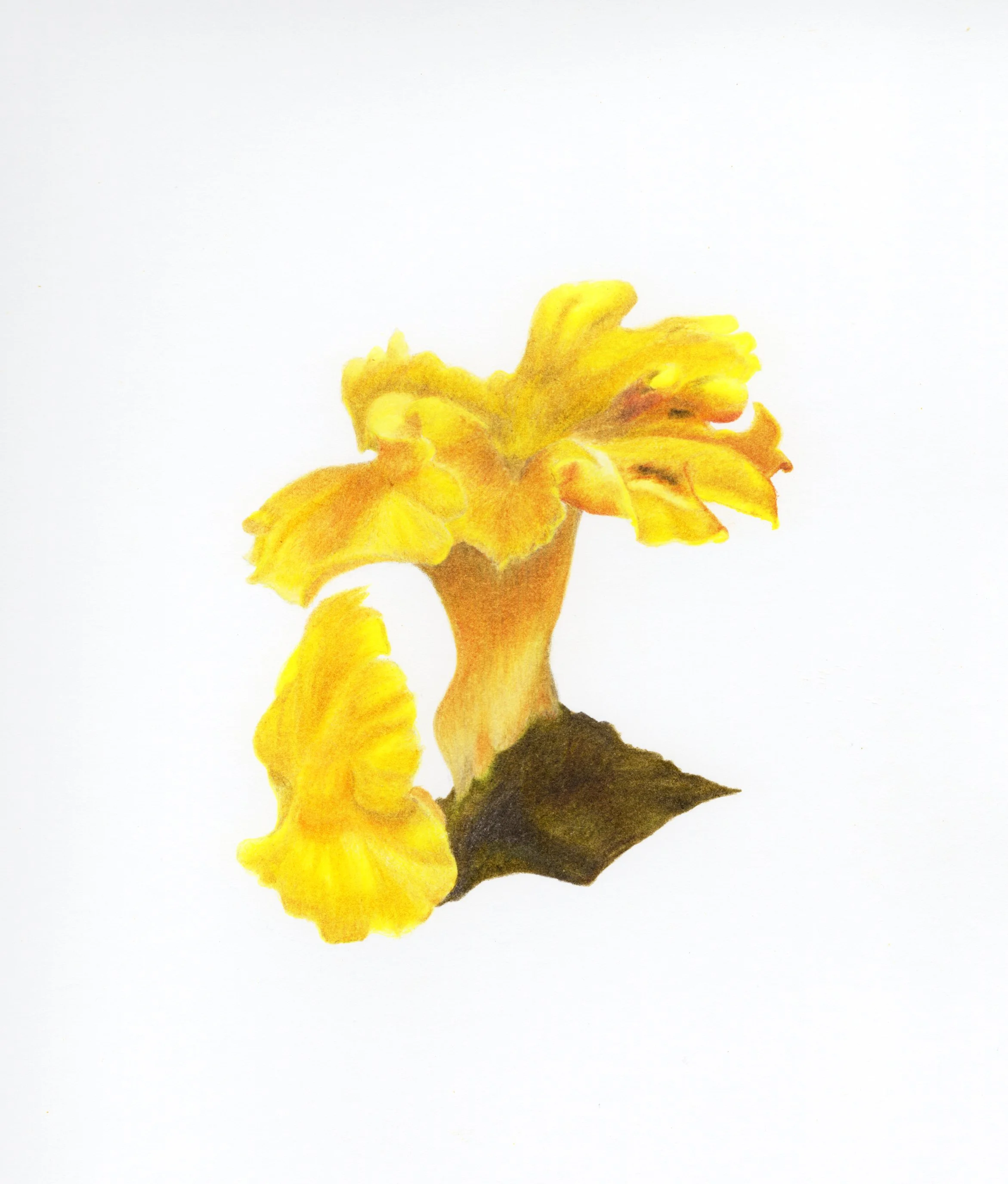 Blue Mt Series - Chanterelle 