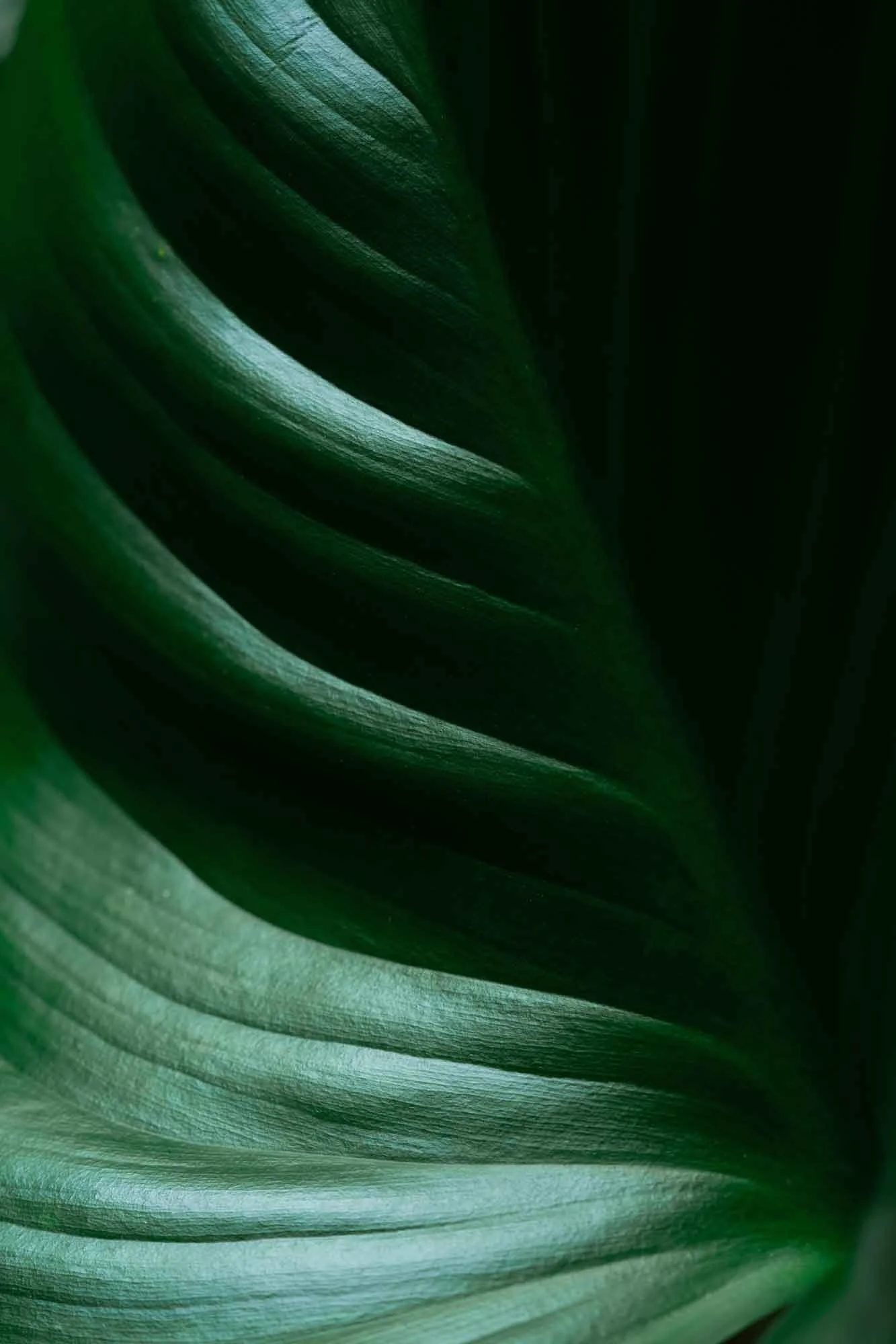 Close up shot of tropical leaves.