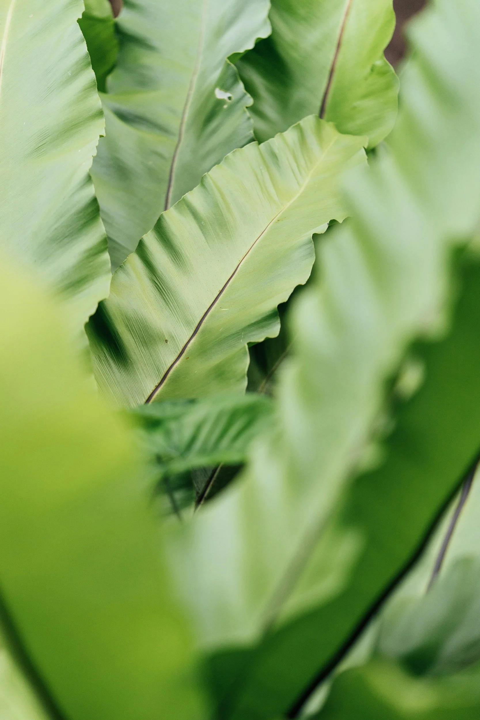 Enhance Psychology Western Australia