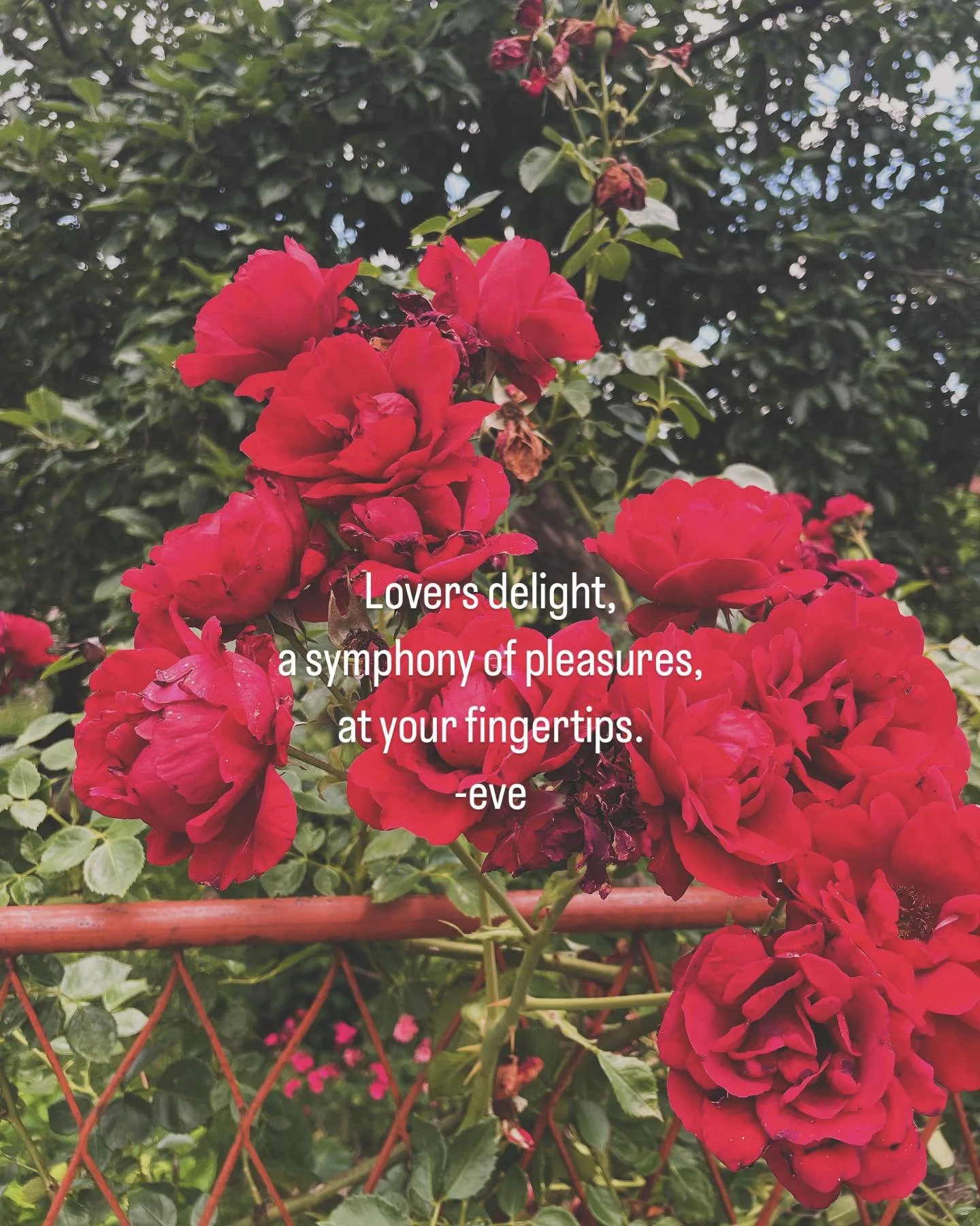 🌹❤️

#poetry #rose #poem #poetrycommunity #love