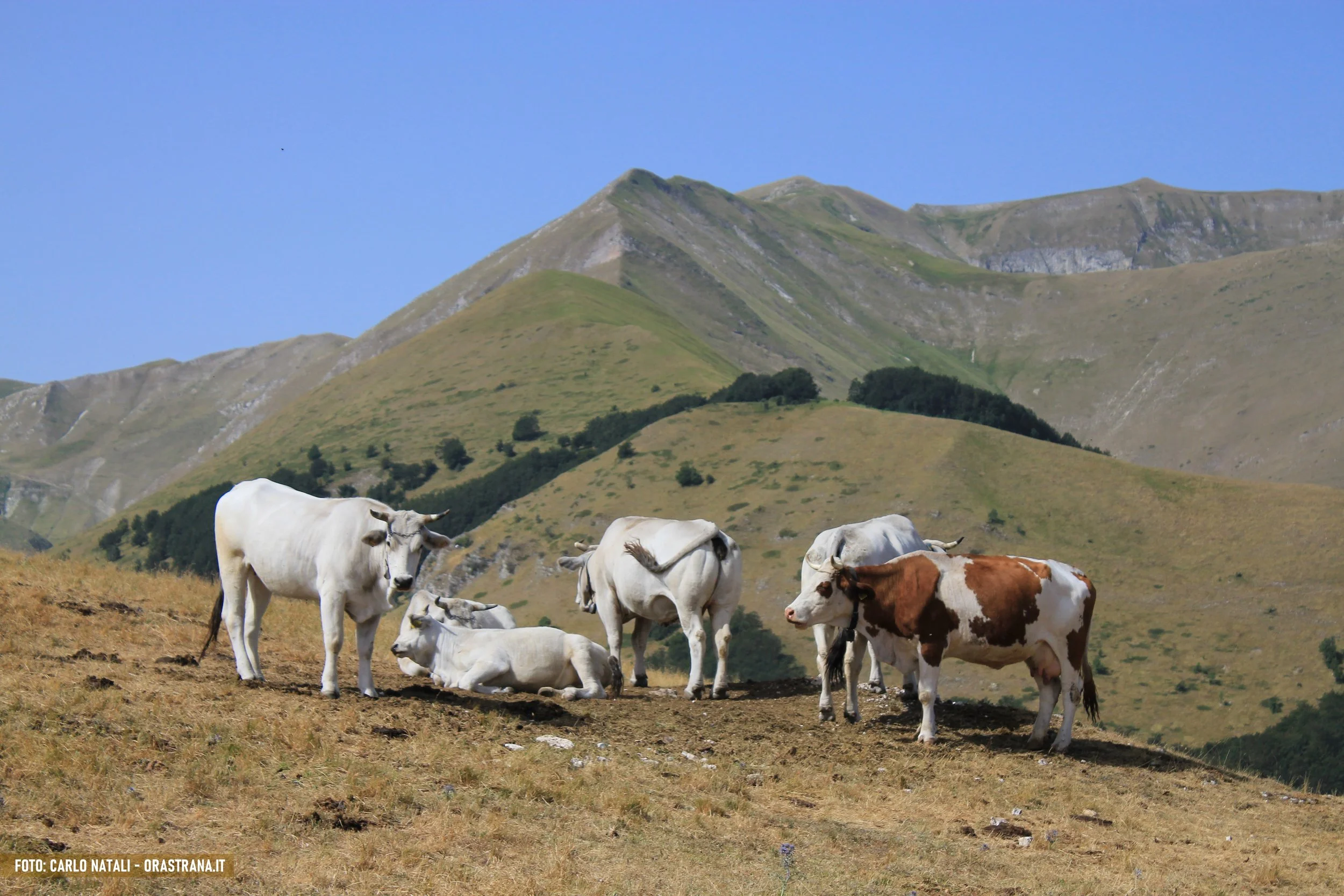 Cows grazing and resting on a hillside with green mountains in the background under a clear blue sky.