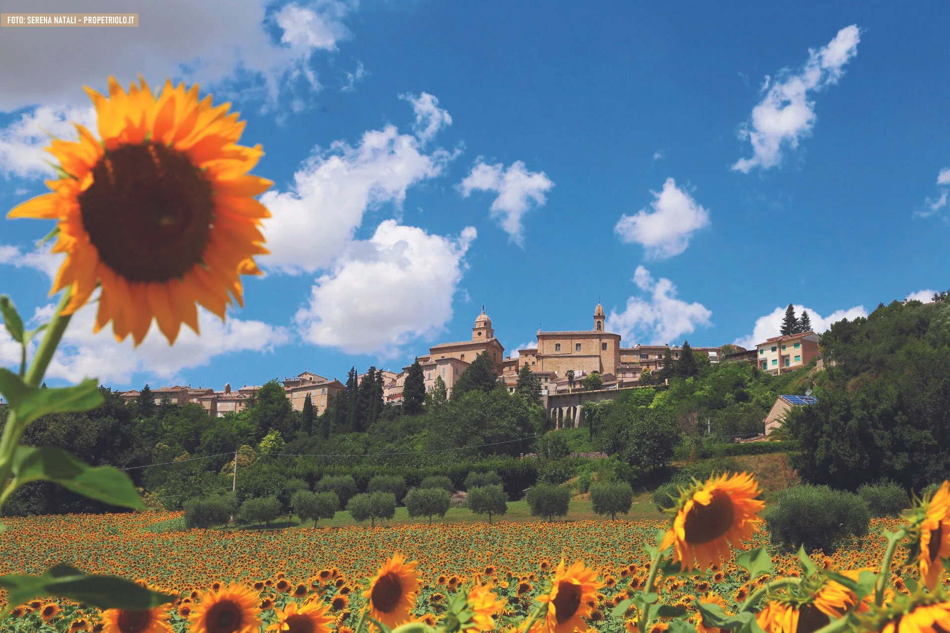 A sunflower in the foreground with a hillside town and church in the background under a blue sky with scattered clouds.