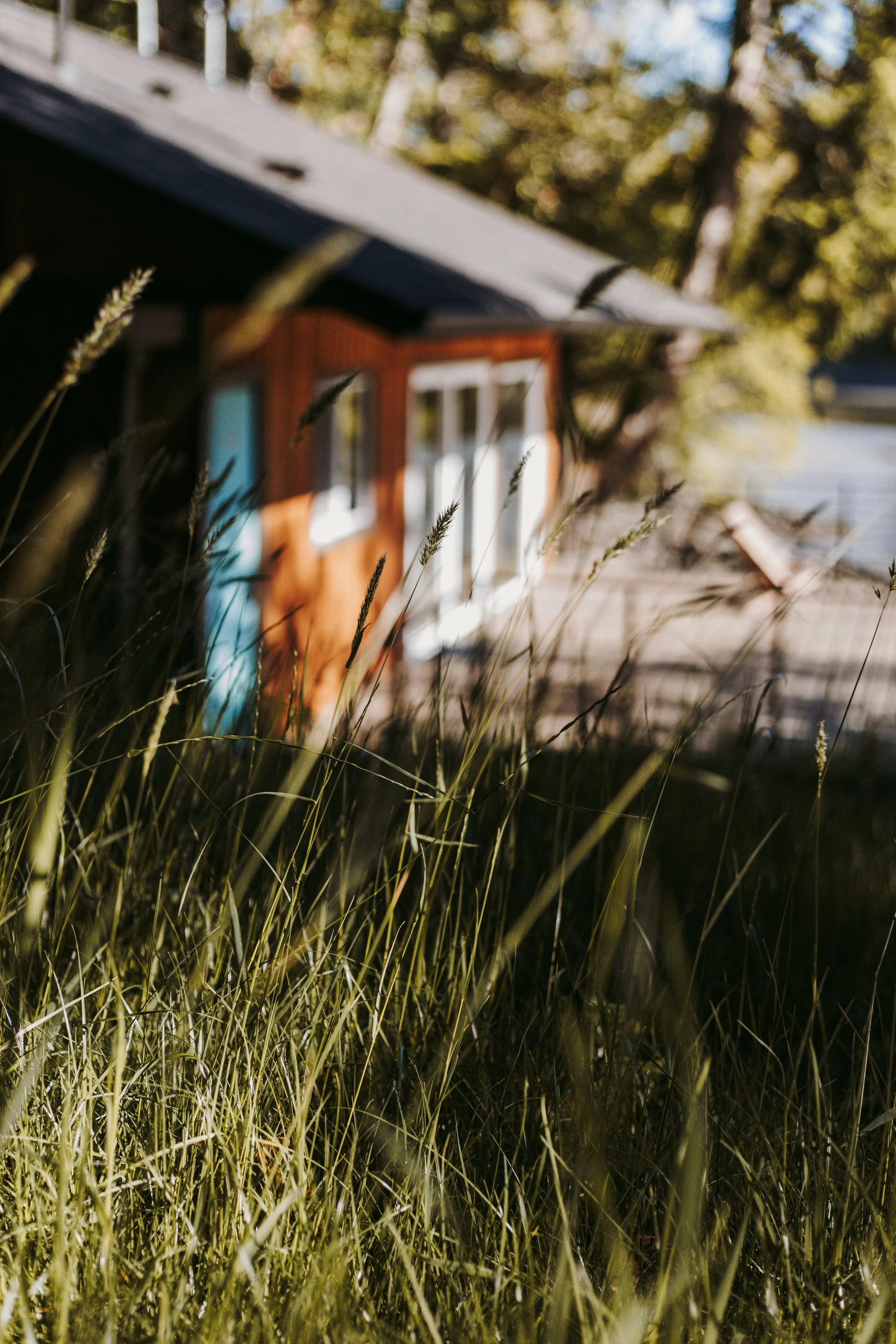 Close-up of tall grass in front of a background featuring a small house with a brown exterior and white trim, slightly out of focus.