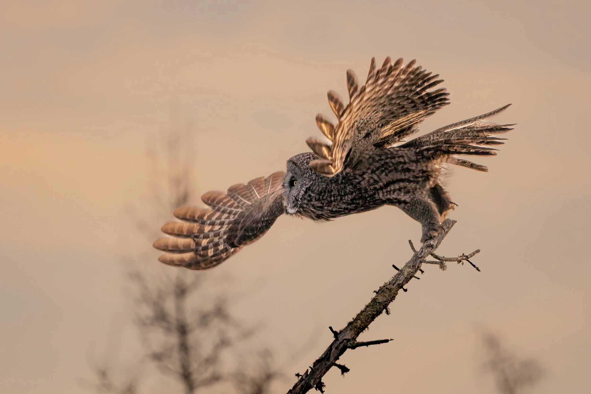 A bird of prey, possibly a hawk, perched on a branch with its wings spread wide.