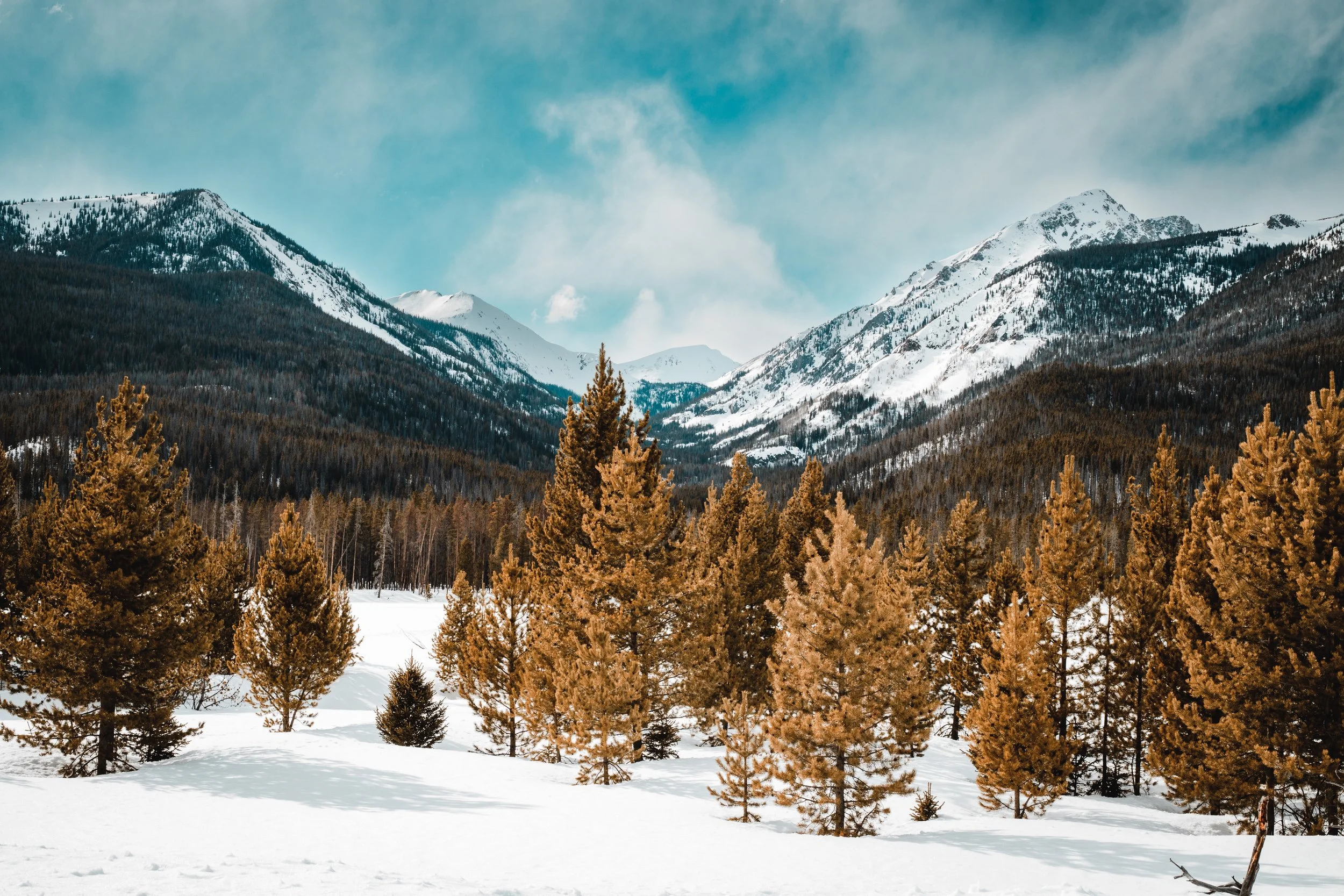 Snow-covered forest with pine trees in front of snow-capped mountains under a cloudy sky.
