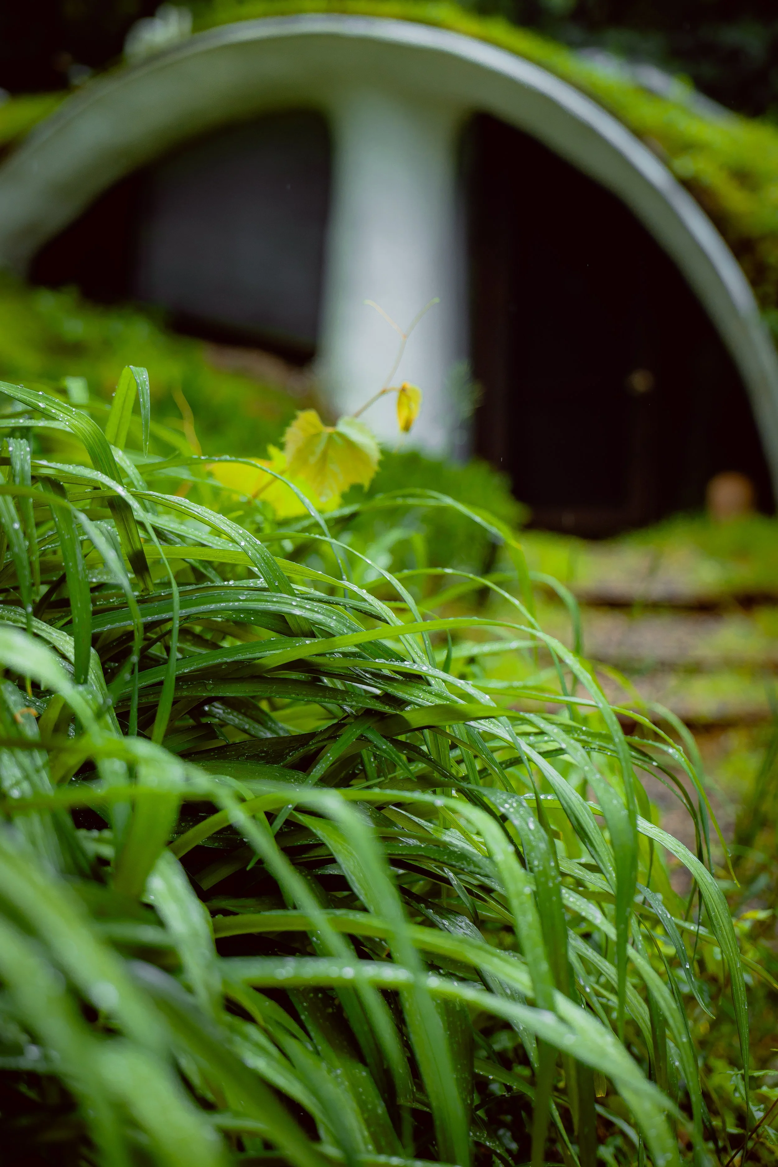 Close-up of lush green grass with dew droplets, in the background a small, dark tunnel or cave entrance with an arch-shaped opening.