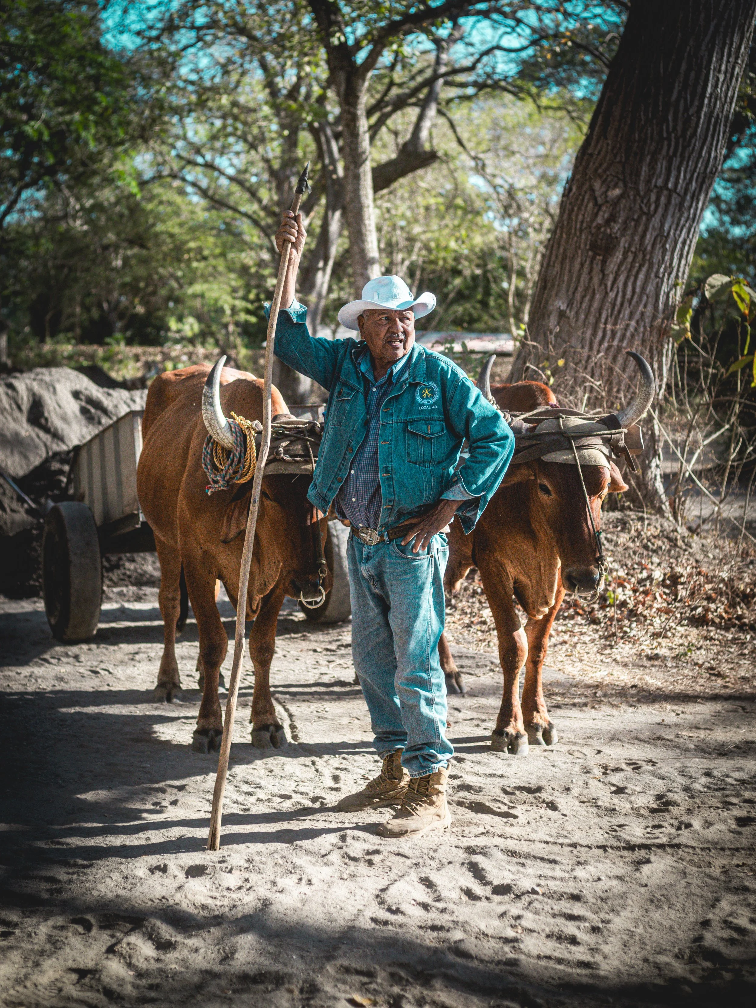 An older man wearing a white cowboy hat, denim jacket, and jeans stands on a dirt road holding a staff, with two oxen hitched to a small cart behind him, surrounded by trees.