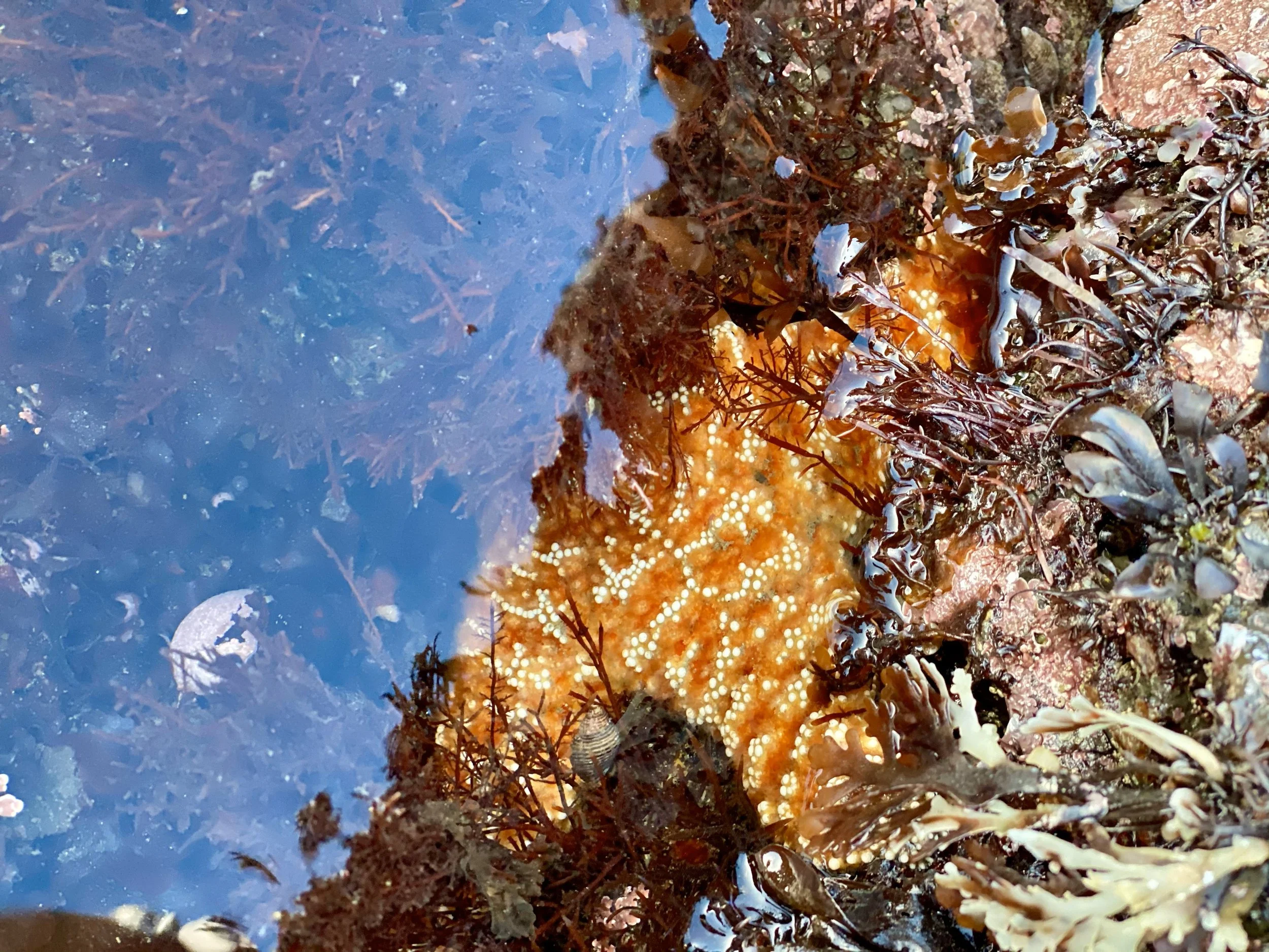 Where did all the abalone go?