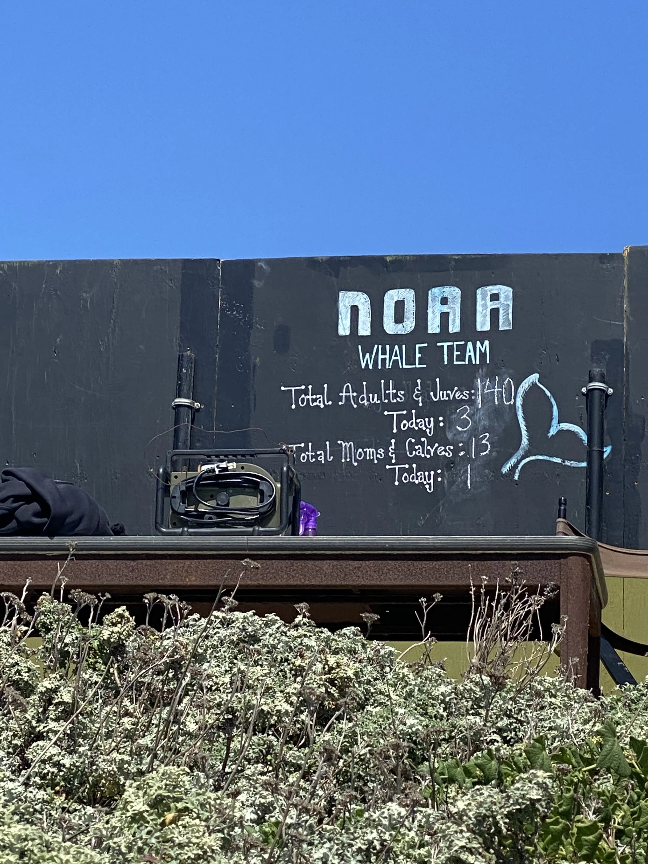 A Blue Whale’s Final Voyage to Mendocino