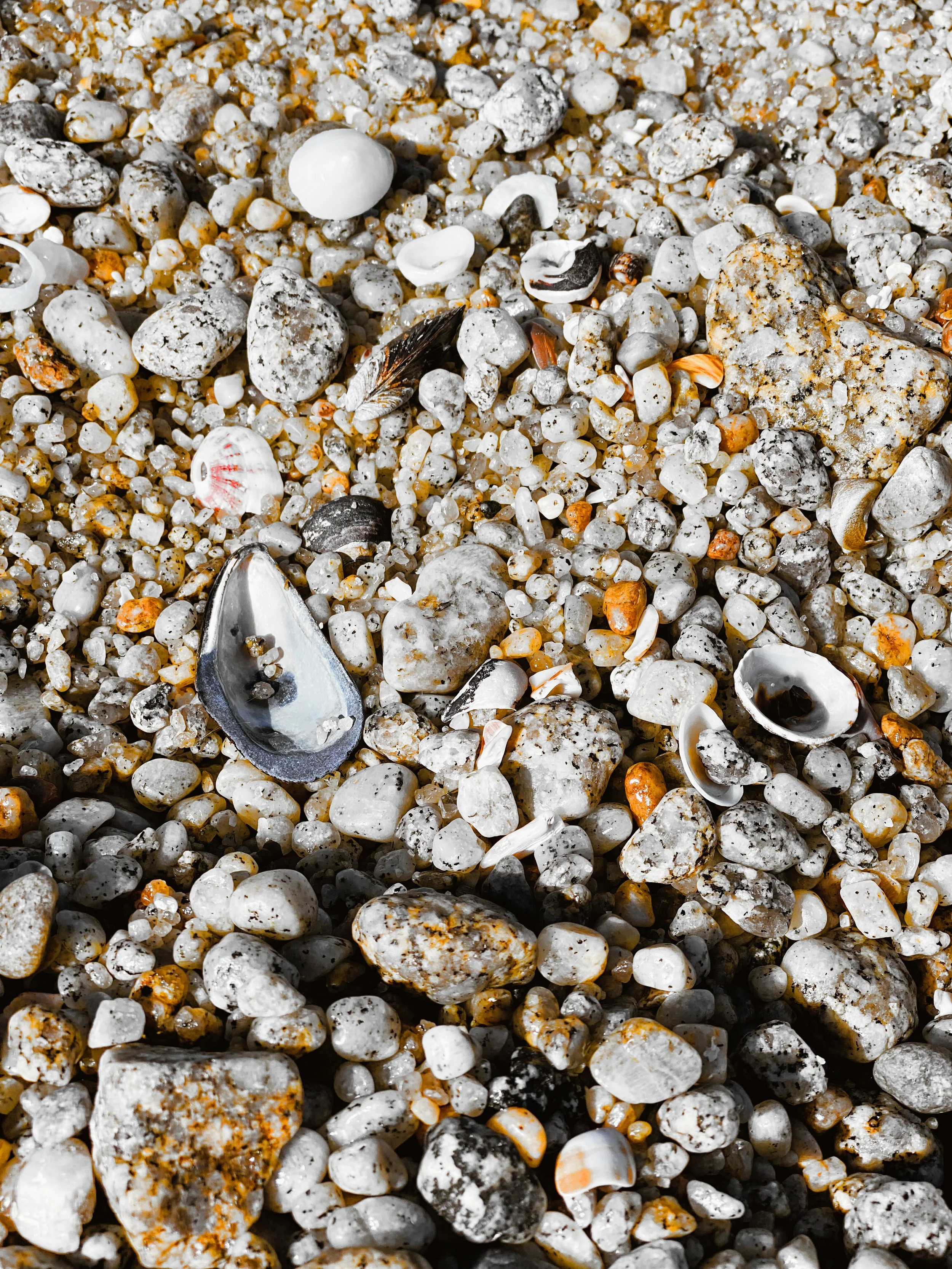 Searching for Hope and Finding It in a Cone Snail