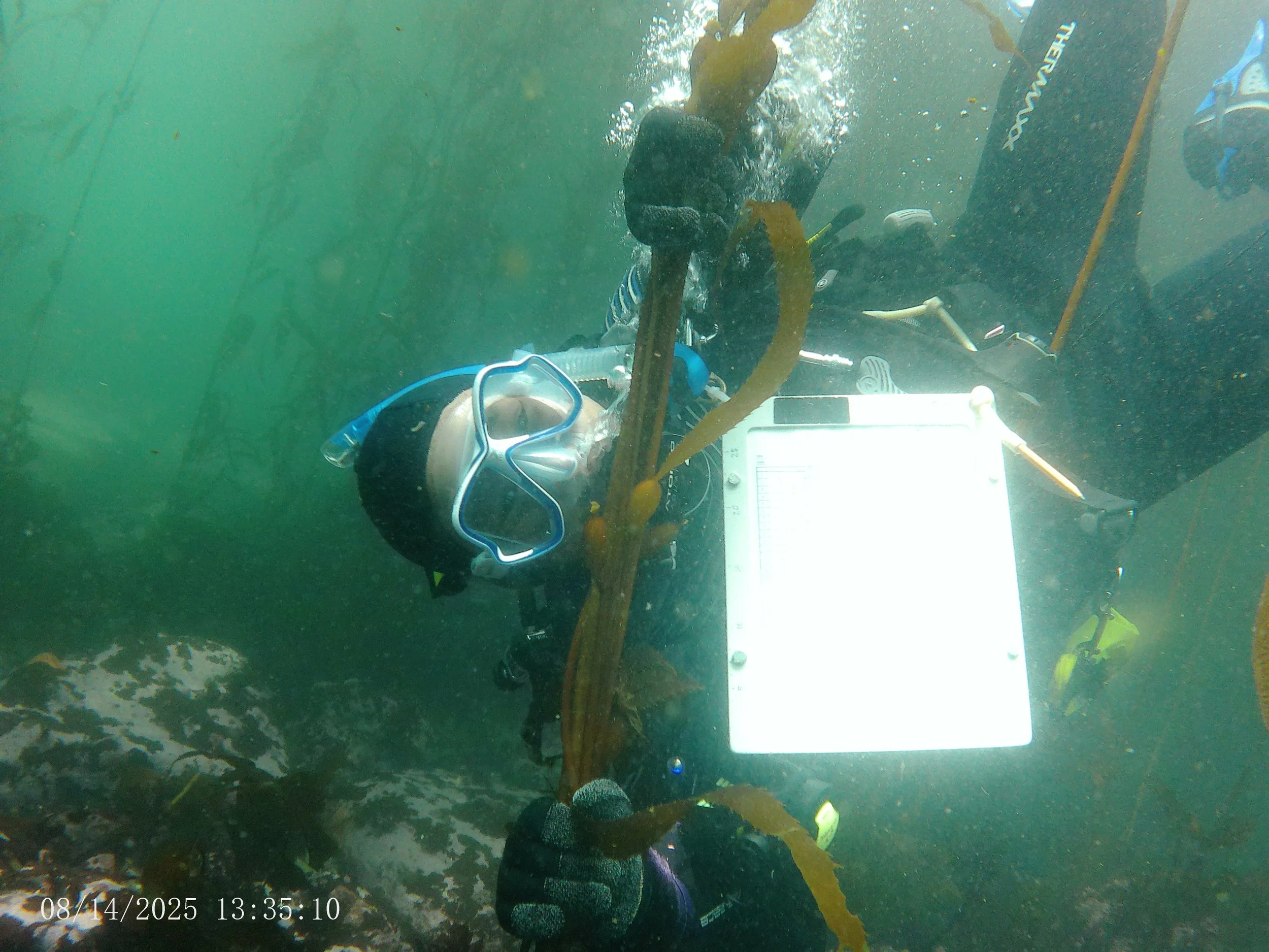 Can Kelp Forests Teach Our Immune System to Chill?