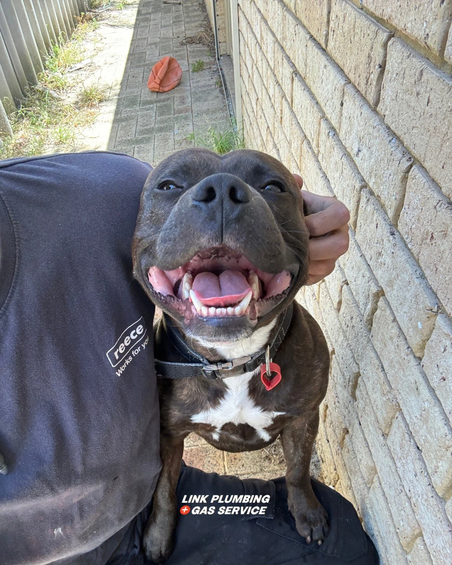 We come for the plumbing, and stay for the pats! Meeting your pets (and sneaking a pat) seriously brightens our day 🐶

Enjoy this gorgeous staffy selfie 📷