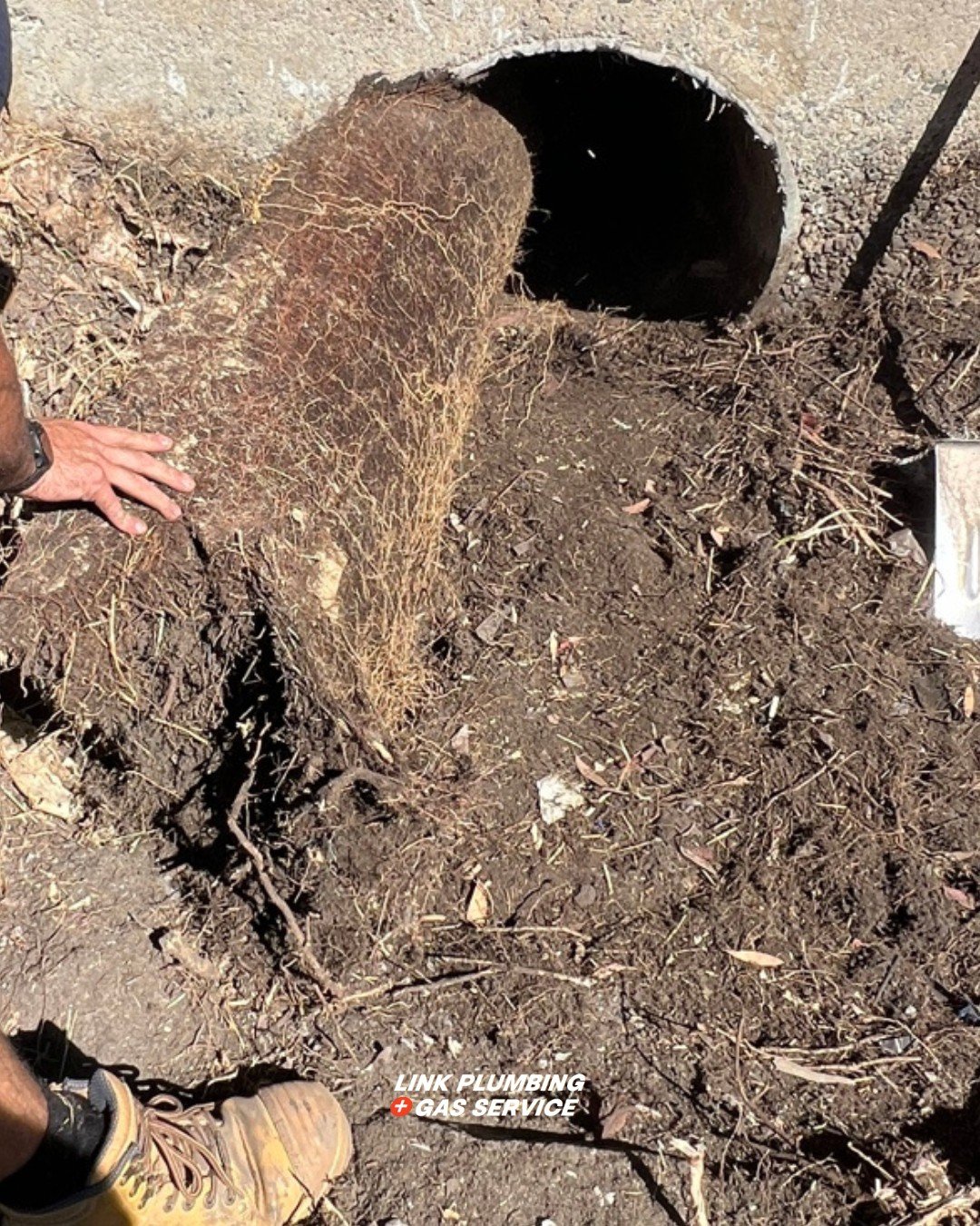Nature&rsquo;s intruder, defeated 💪🏻

This guy never stood a chance. If your drains are slow or backing up, it might be time for a professional check. Don&rsquo;t let roots take over!

Give us a call today (08) 6252 0326 📞