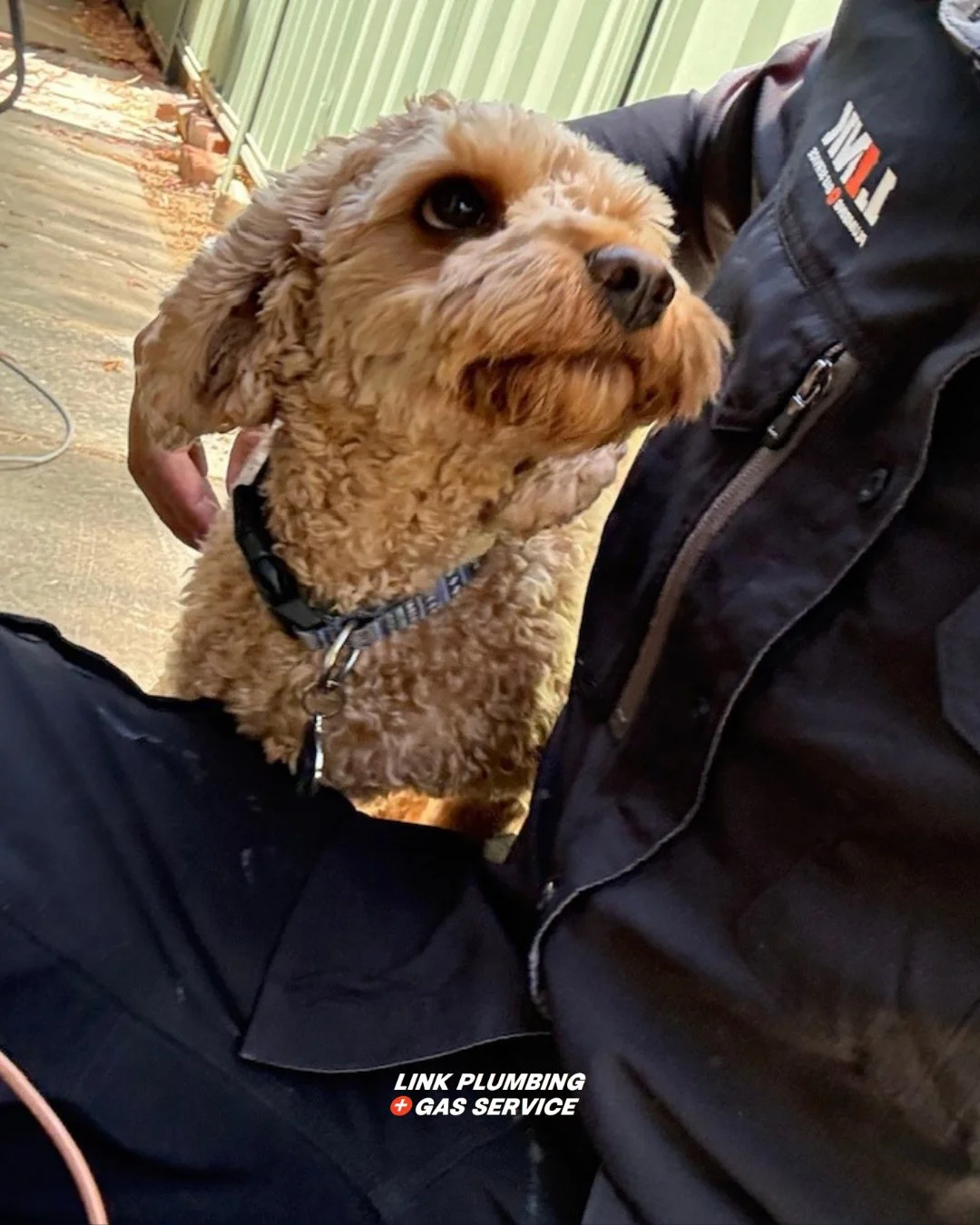 Out on the tools with the best kind of supervisor, the four legged kind. 🐾

At Link Plumbing and Gas, it is not just about getting the job done right, it is about the little moments on site that make the day better. Safe to say this good boy takes q